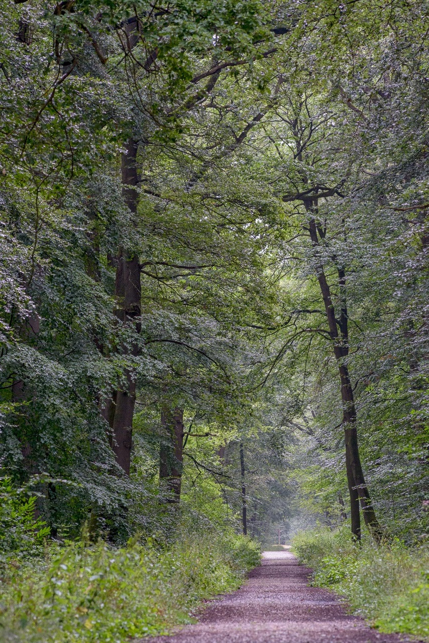 Nikon D800 + AF Nikkor 70-210mm f/4-5.6 sample photo. Forêt de marly photography