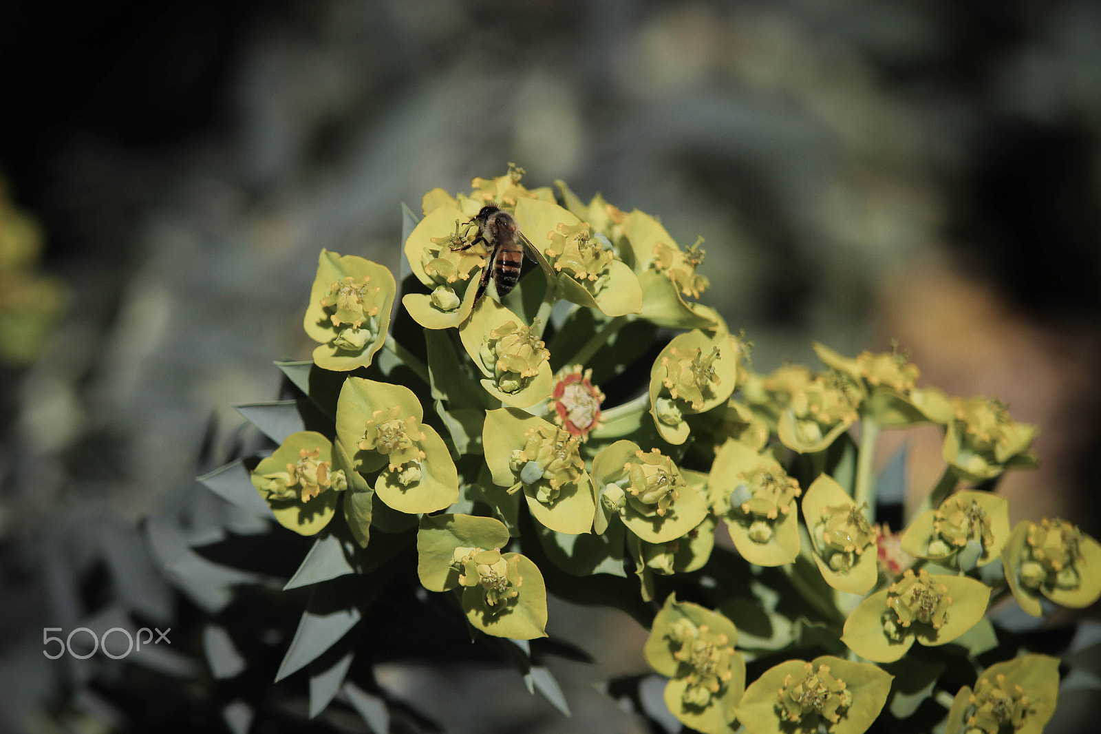 Tamron SP AF 70-200mm F2.8 Di LD (IF) MACRO sample photo. Upright myrtle spurge photography