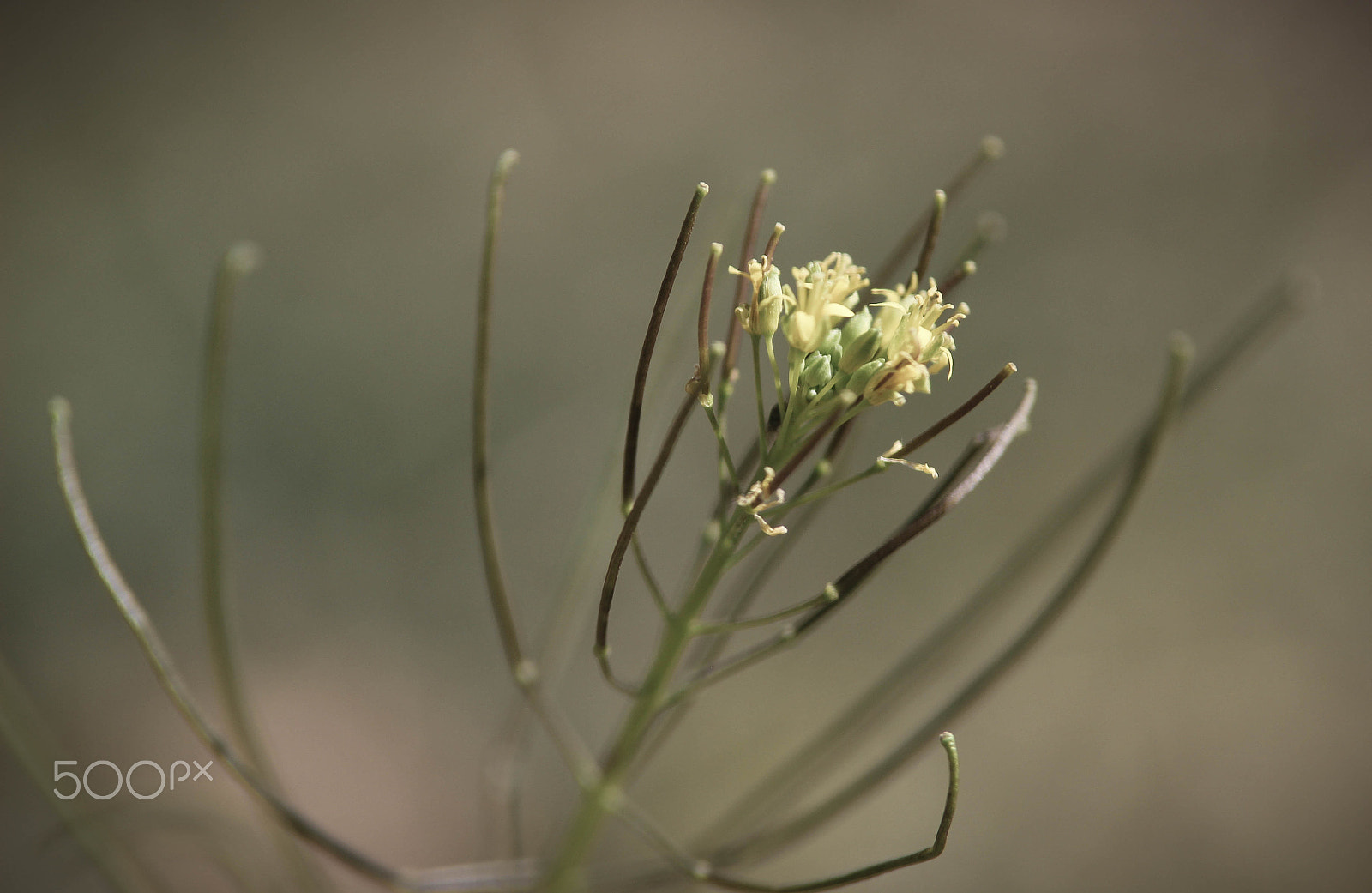 Tamron SP AF 70-200mm F2.8 Di LD (IF) MACRO sample photo. In the weeds photography