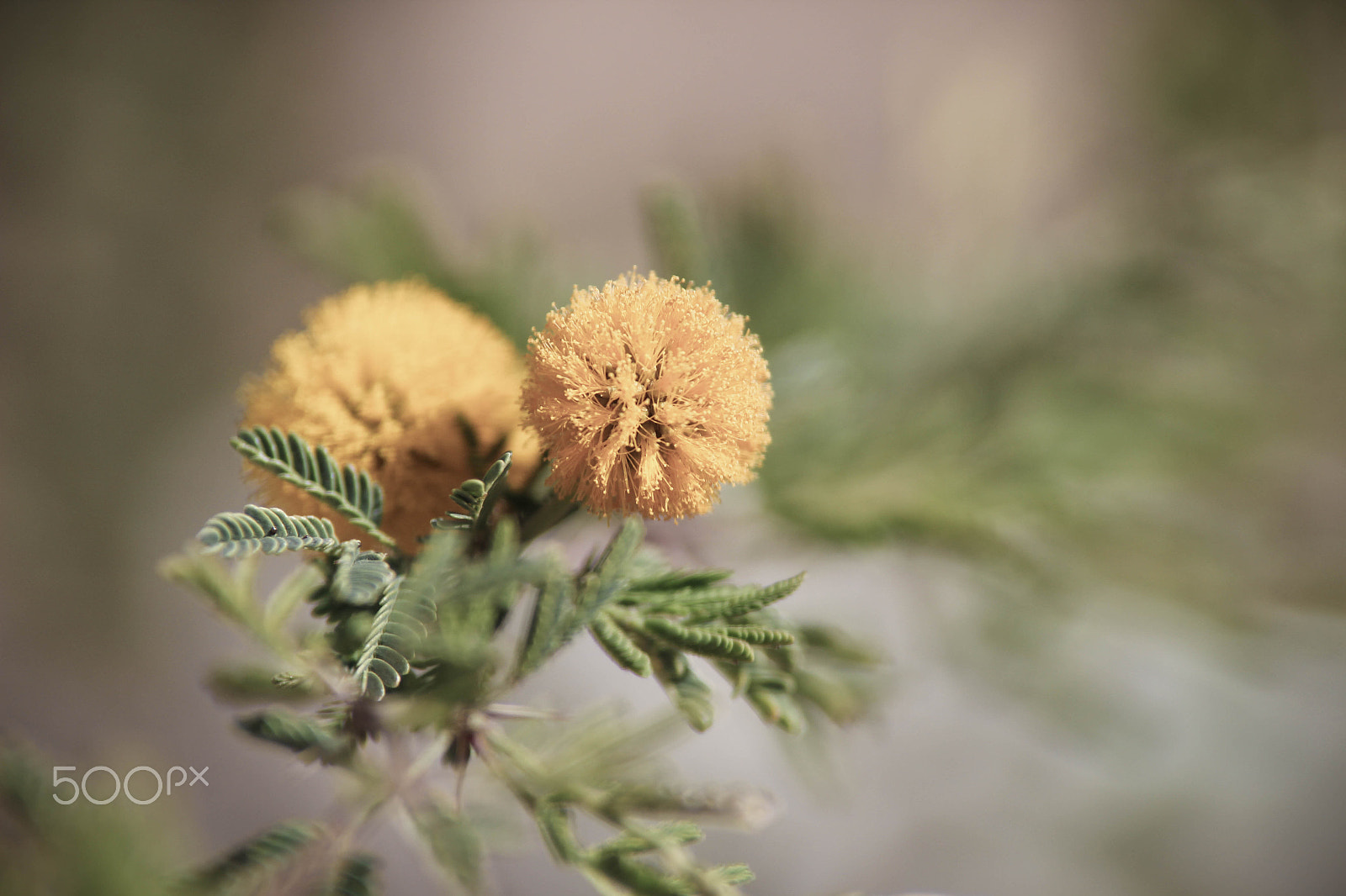 Tamron SP AF 70-200mm F2.8 Di LD (IF) MACRO sample photo. Acacia bloom photography