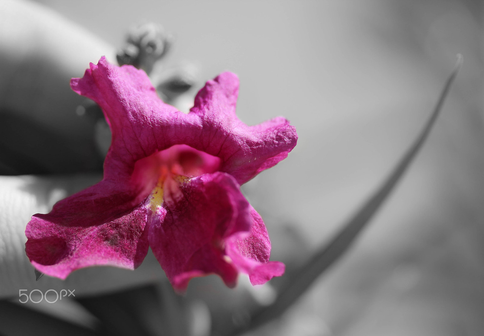Canon EF-S 60mm F2.8 Macro USM sample photo. Desert willow flower photography