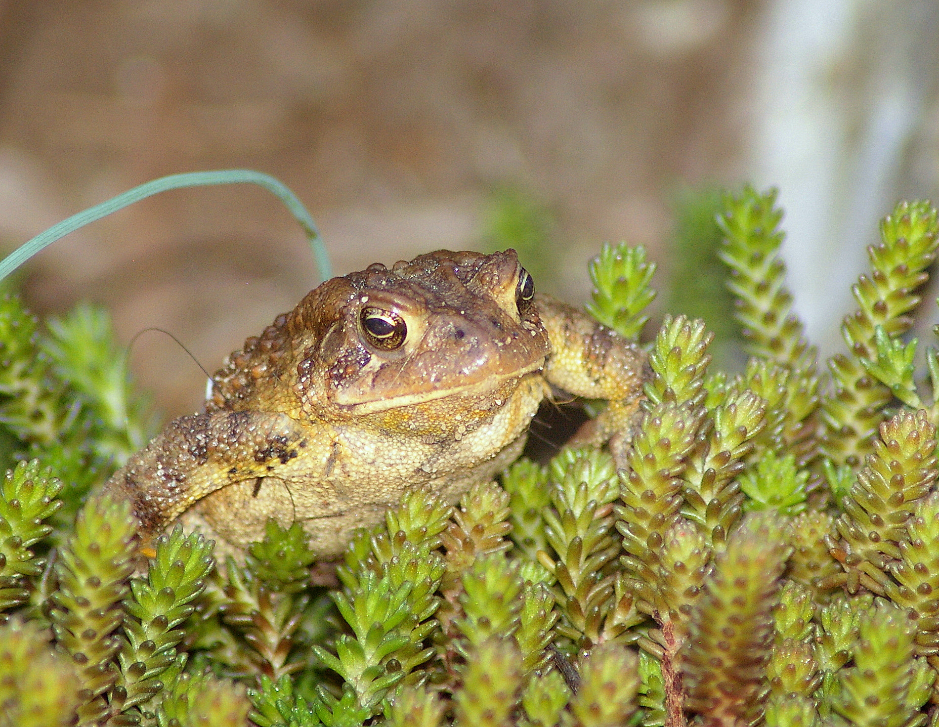 Pentax K100D Super sample photo. Toad in sedum photography