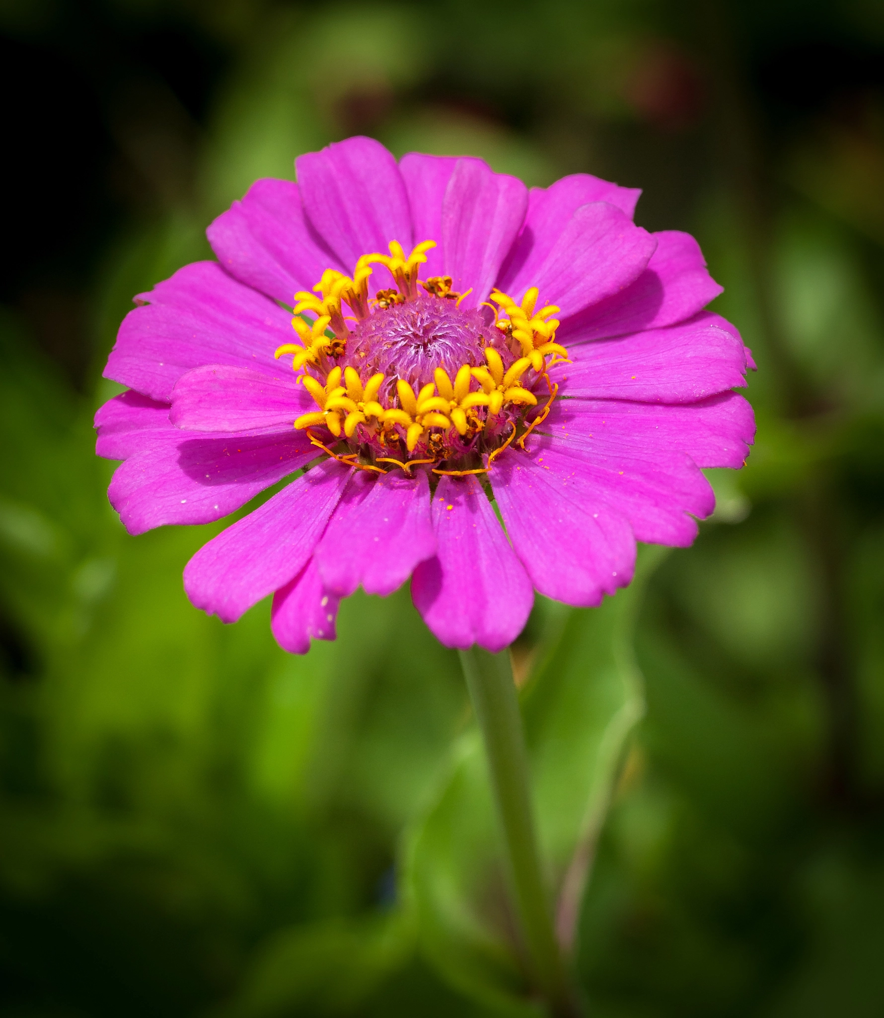Olympus E-620 (EVOLT E-620) + OLYMPUS 50mm Lens sample photo. Zinnia photography