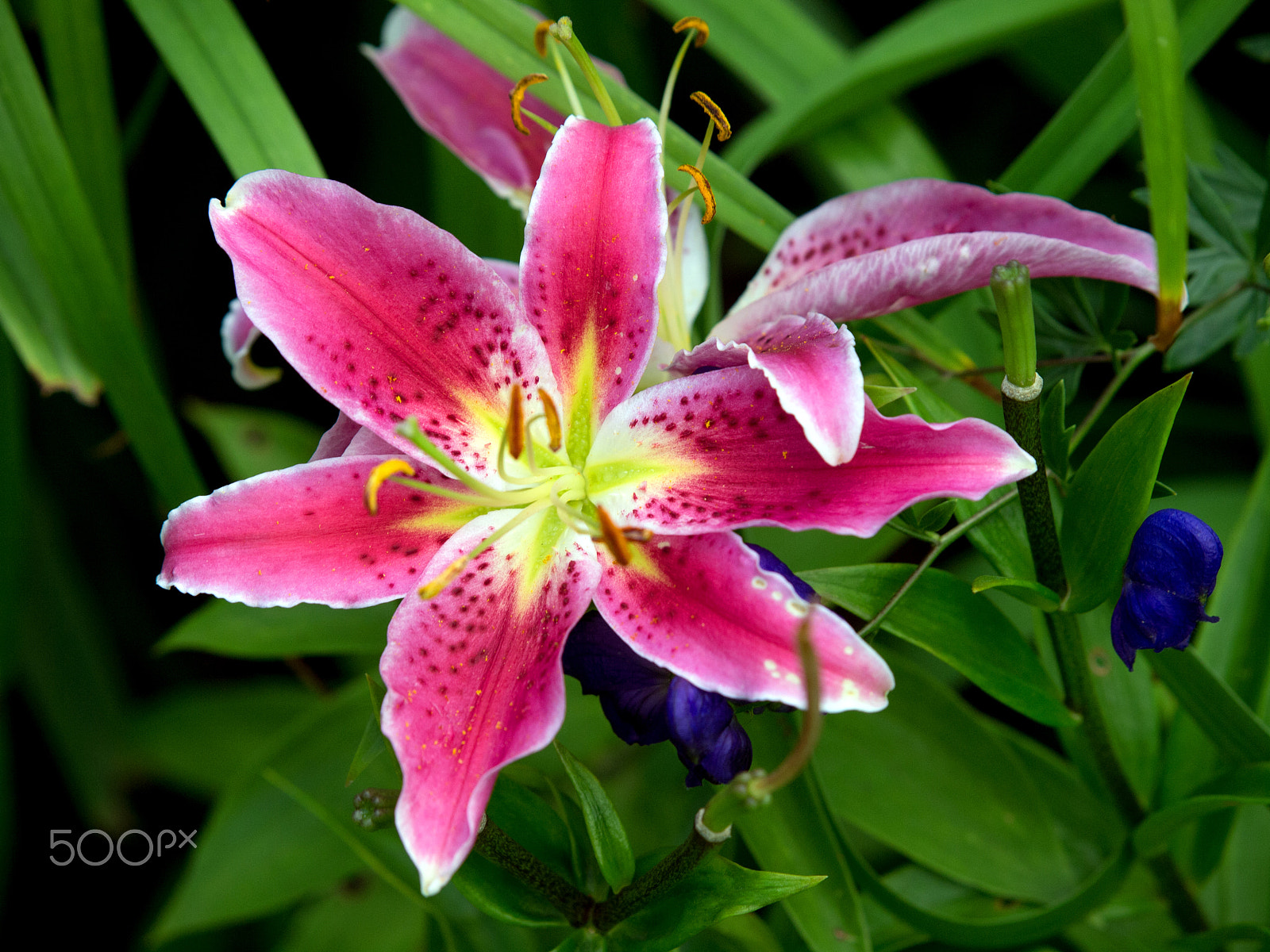Olympus E-5 sample photo. Pink lily photography