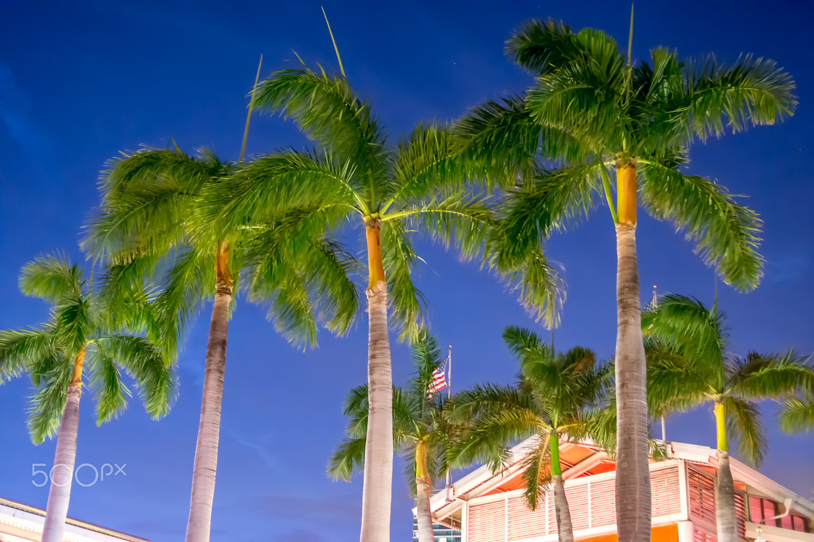 Nikon D7200 + Nikon AF Nikkor 35mm F2D sample photo. Sky and palms of miami at night photography