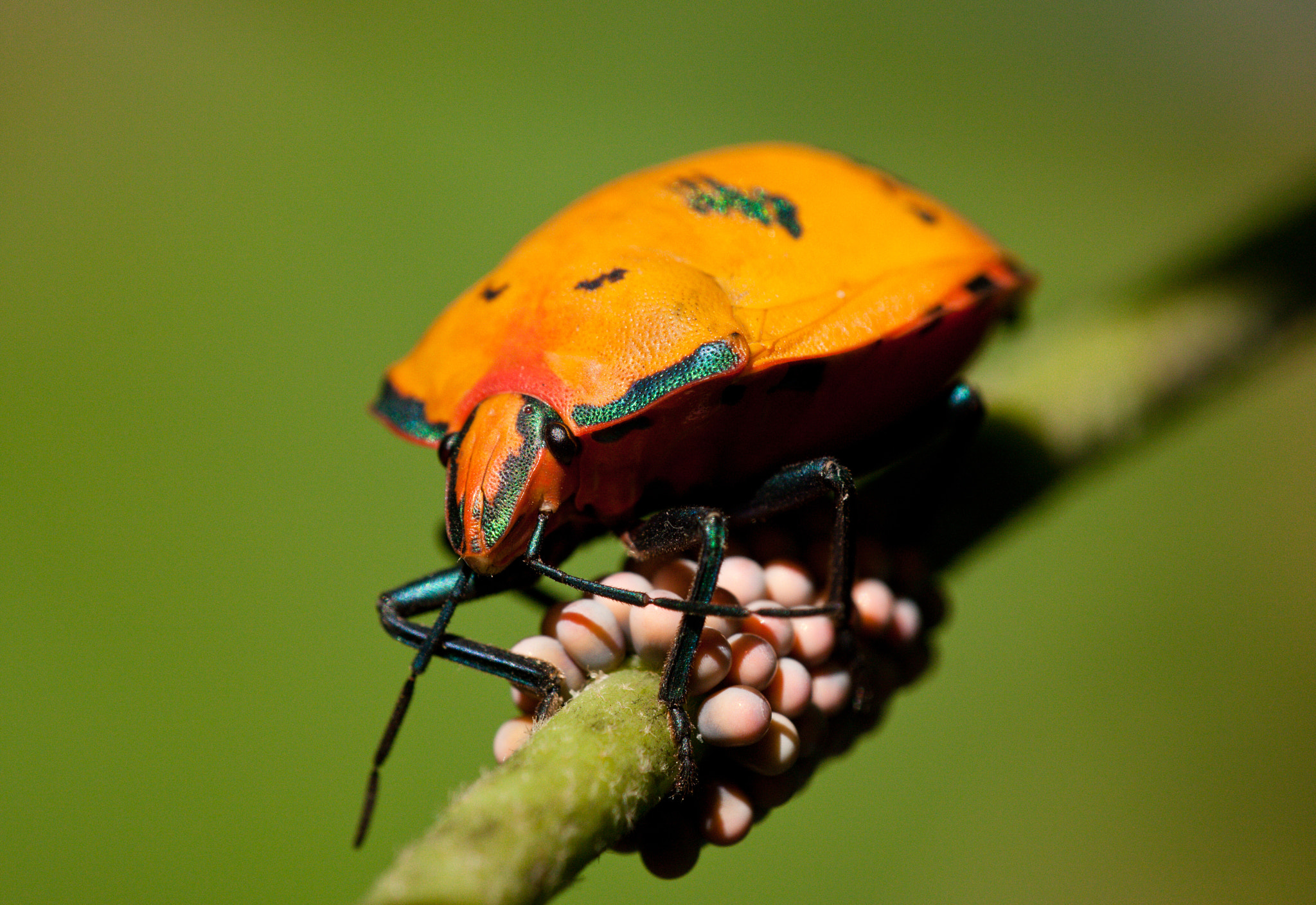 Canon EF 180mm F3.5L Macro USM sample photo. Cotton harlequin bug photography