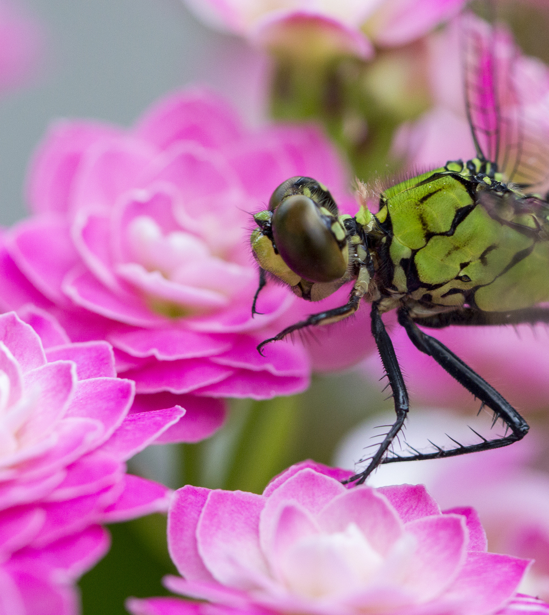 Canon EF 100mm F2.8L Macro IS USM sample photo. Wake up and... photography