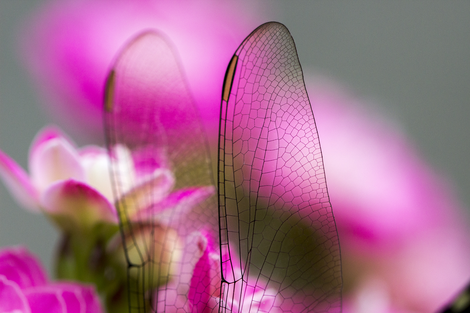 Canon EF 100mm F2.8L Macro IS USM sample photo. Lace photography
