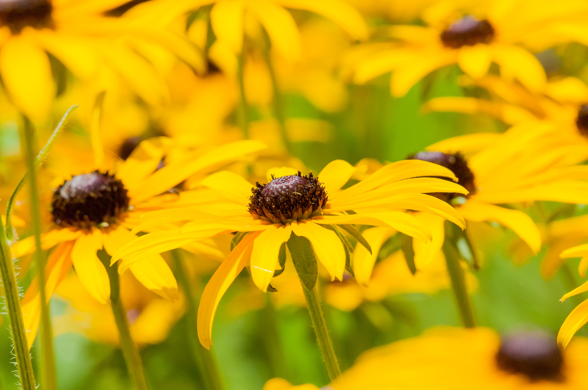Nikon AF-S Nikkor 200-500mm F5.6E ED VR sample photo. Flower photography