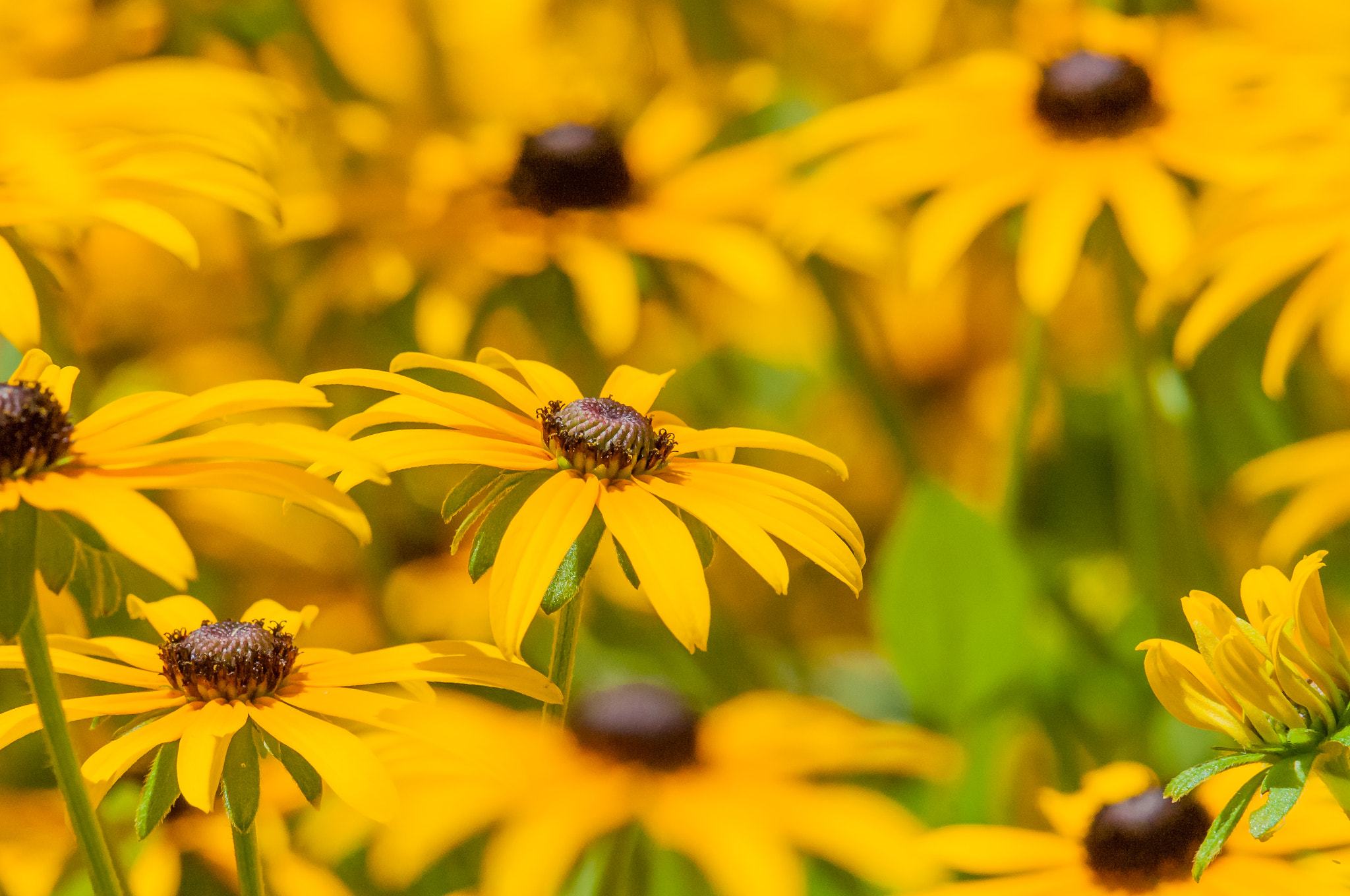 Nikon AF-S Nikkor 200-500mm F5.6E ED VR sample photo. Flower photography
