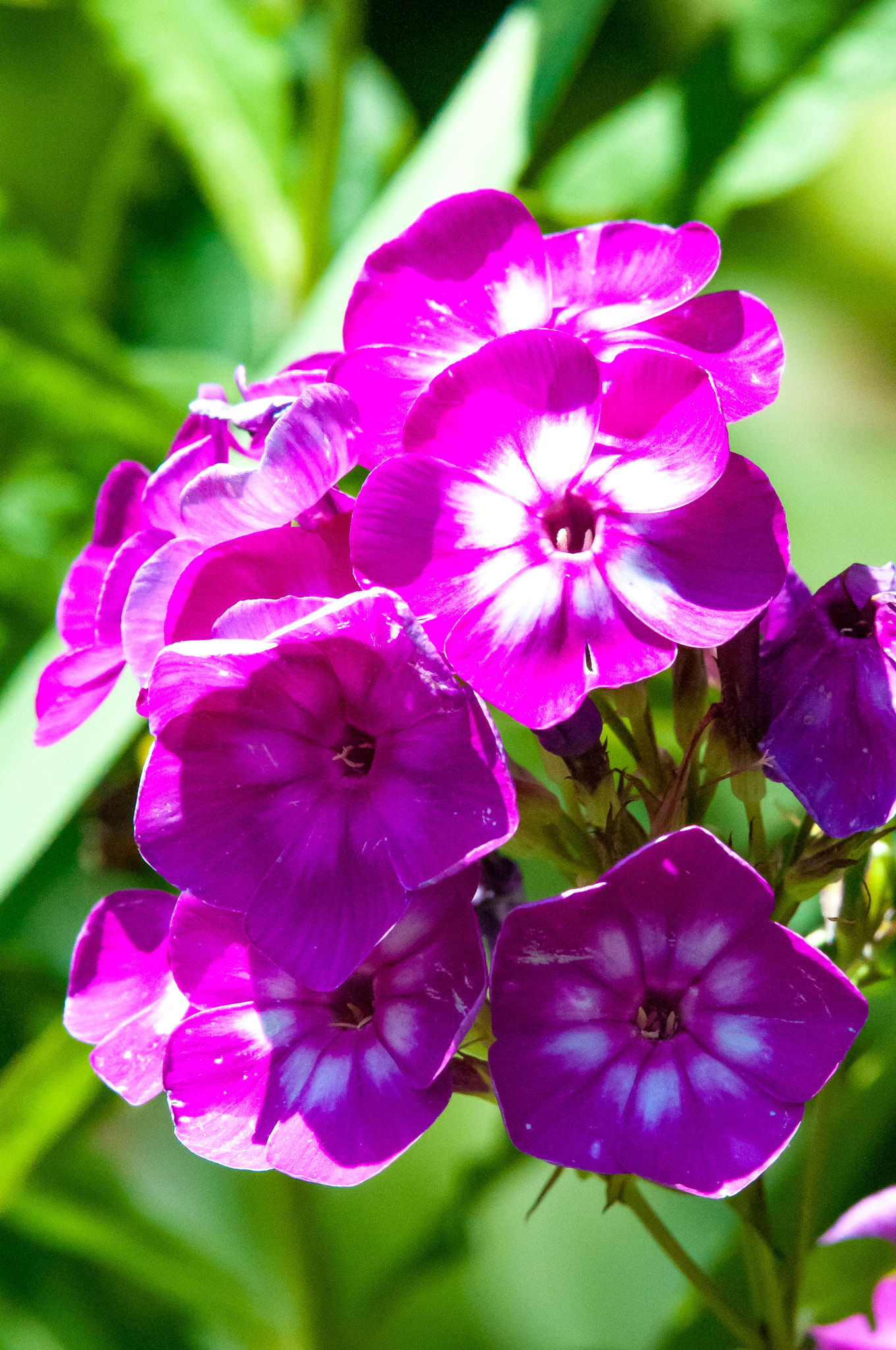 Nikon AF-S Nikkor 200-500mm F5.6E ED VR sample photo. Flower photography