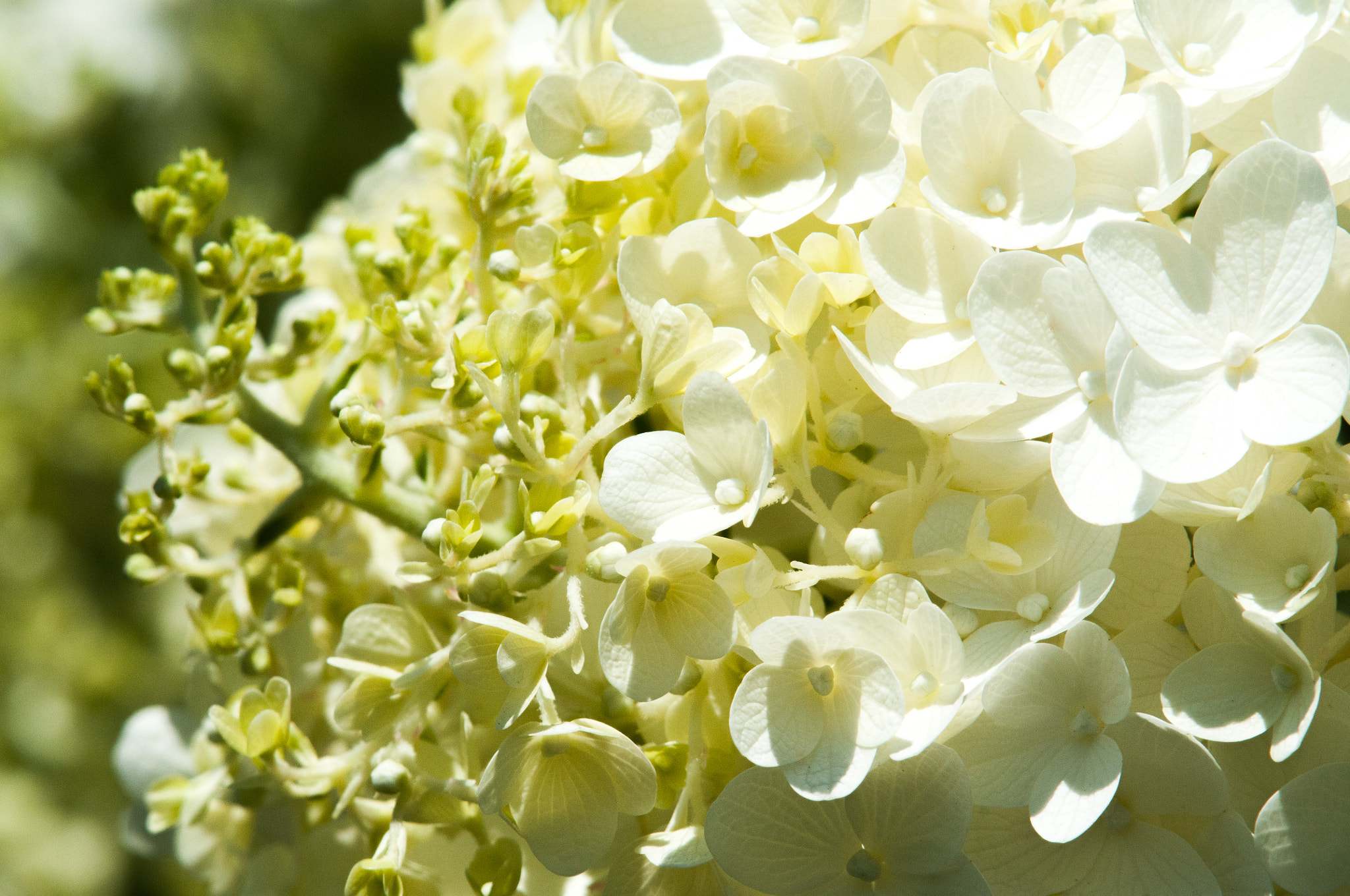 Nikon AF-S Nikkor 200-500mm F5.6E ED VR sample photo. Flower photography