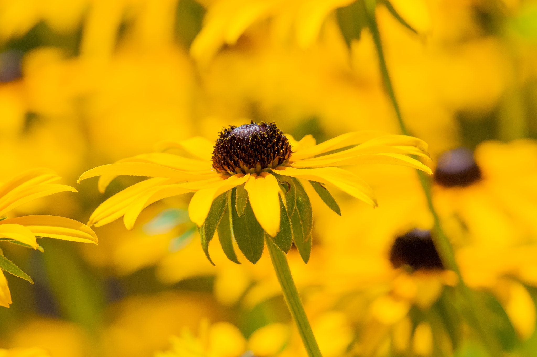 Nikon AF-S Nikkor 200-500mm F5.6E ED VR sample photo. Flower photography