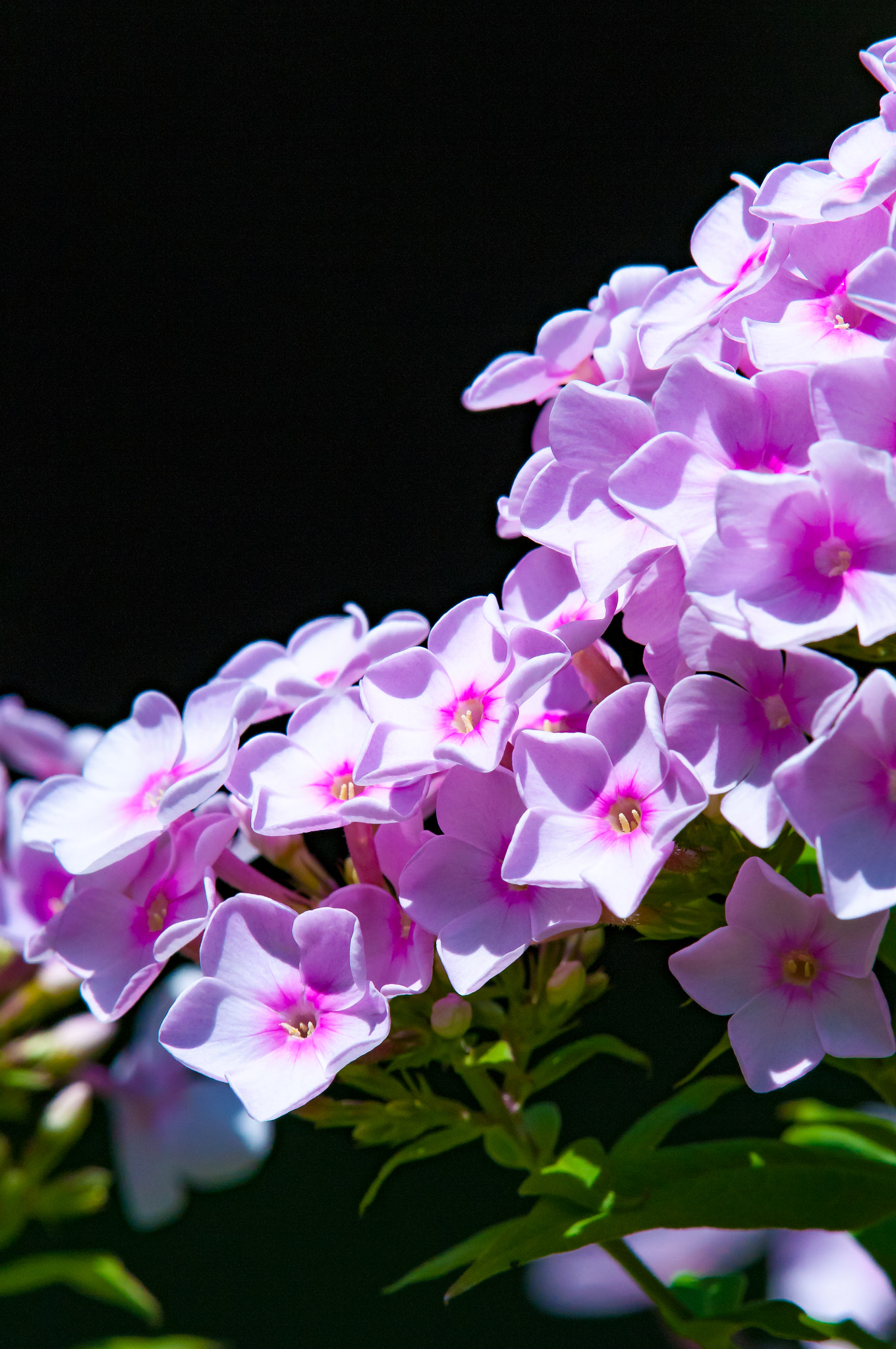 Nikon AF-S Nikkor 200-500mm F5.6E ED VR sample photo. Flower photography