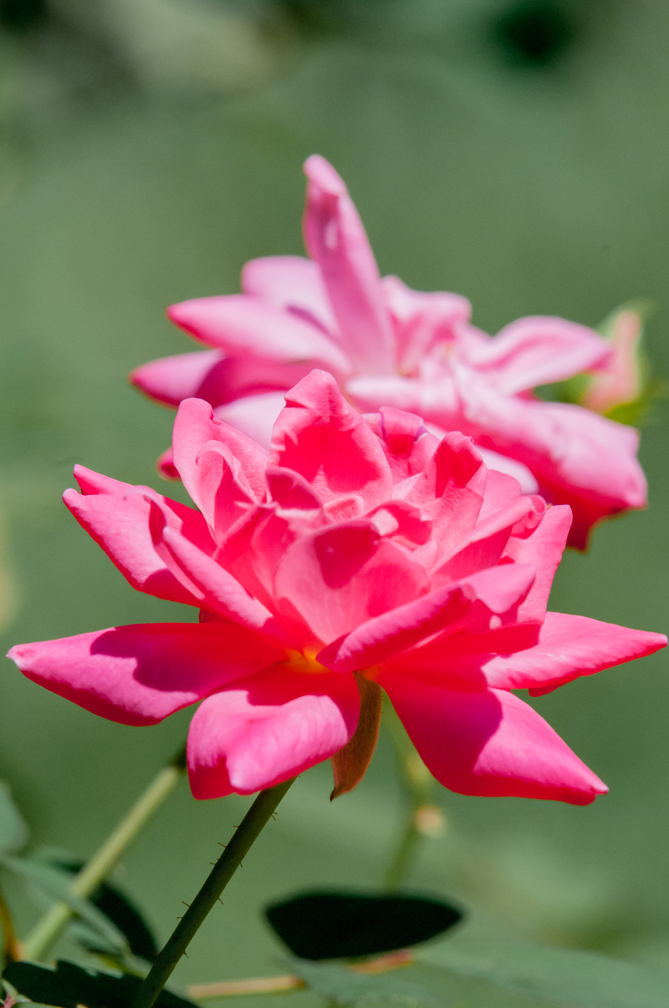 Nikon AF-S Nikkor 200-500mm F5.6E ED VR sample photo. Flower photography