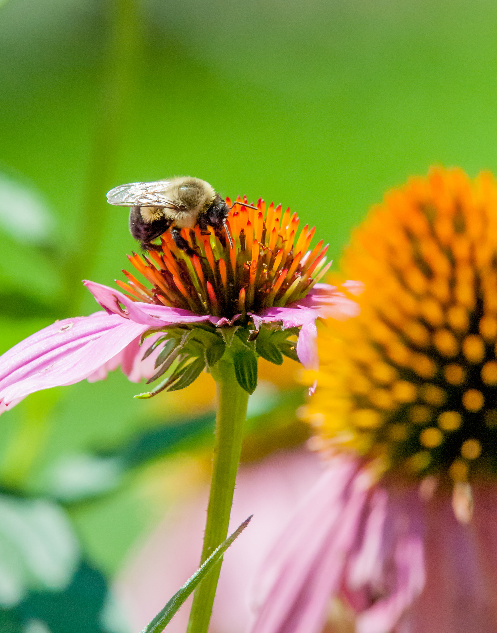 Nikon AF-S Nikkor 200-500mm F5.6E ED VR sample photo. Flower photography