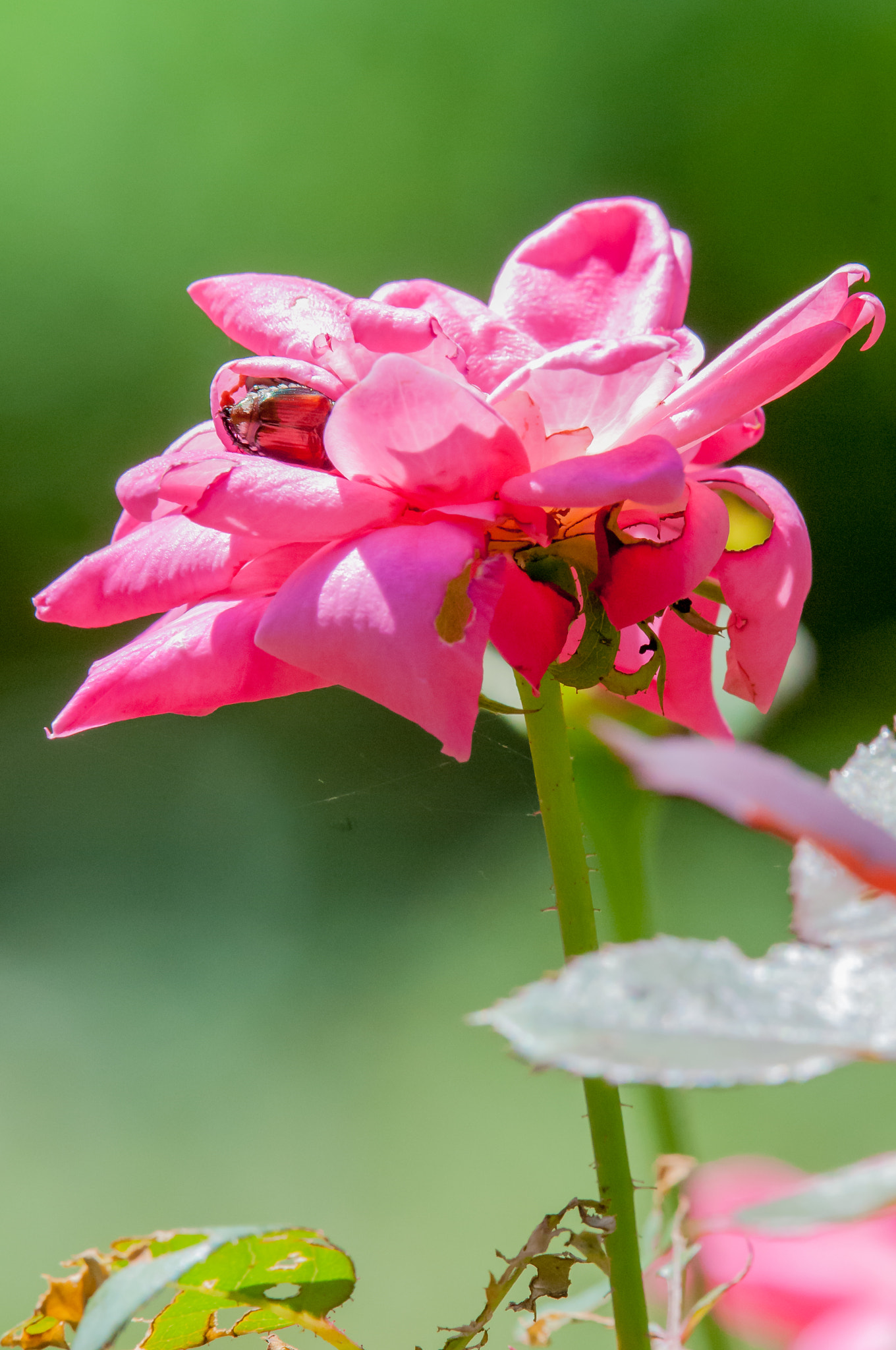 Nikon AF-S Nikkor 200-500mm F5.6E ED VR sample photo. Flower photography