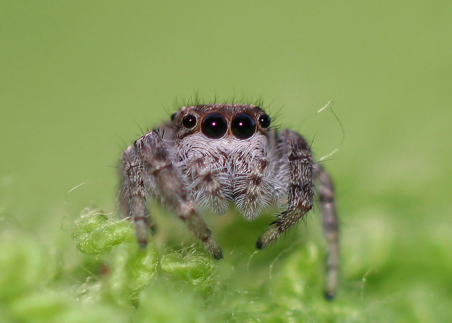 Canon EF 85mm F1.8 USM sample photo. Jumping spider photography