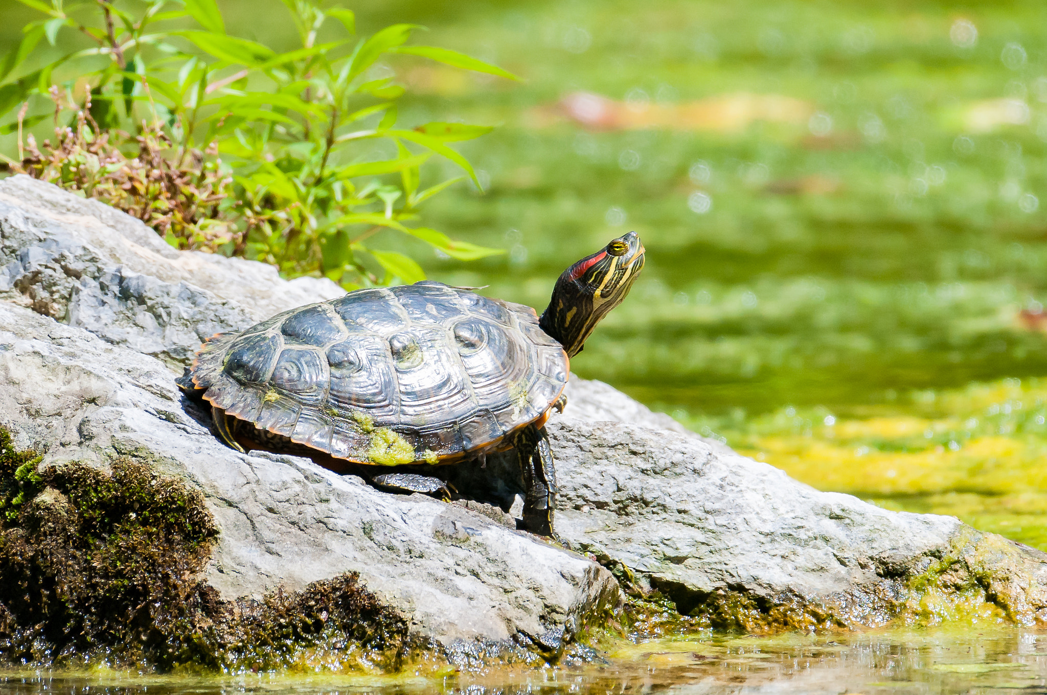Nikon AF-S Nikkor 200-500mm F5.6E ED VR sample photo. Painted turtle photography