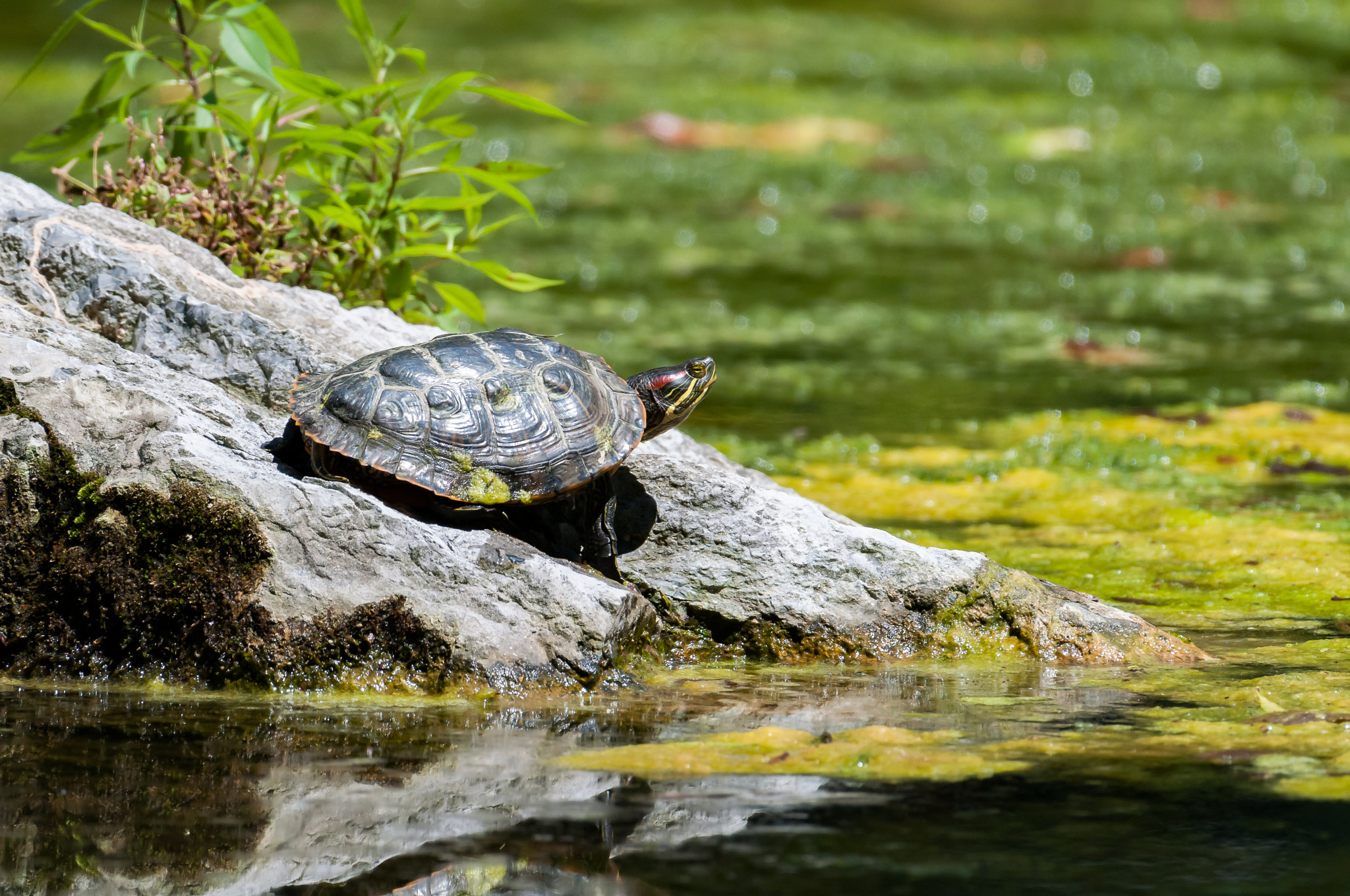 Nikon AF-S Nikkor 200-500mm F5.6E ED VR sample photo. Painted turtle photography