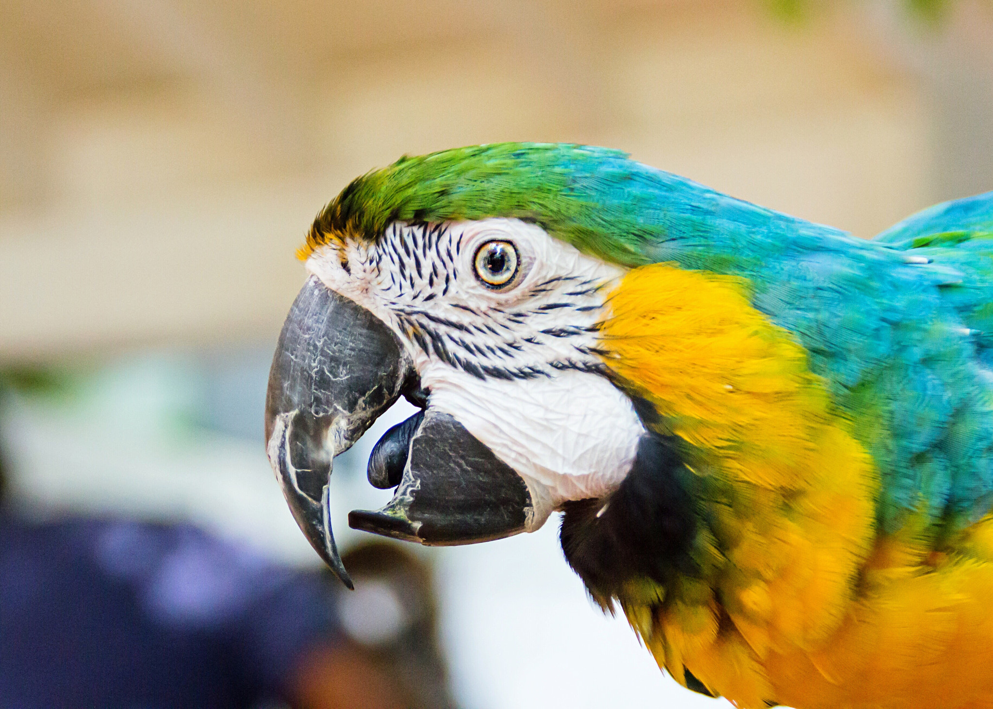 Canon EOS 1100D (EOS Rebel T3 / EOS Kiss X50) sample photo. Colorful macaw photography