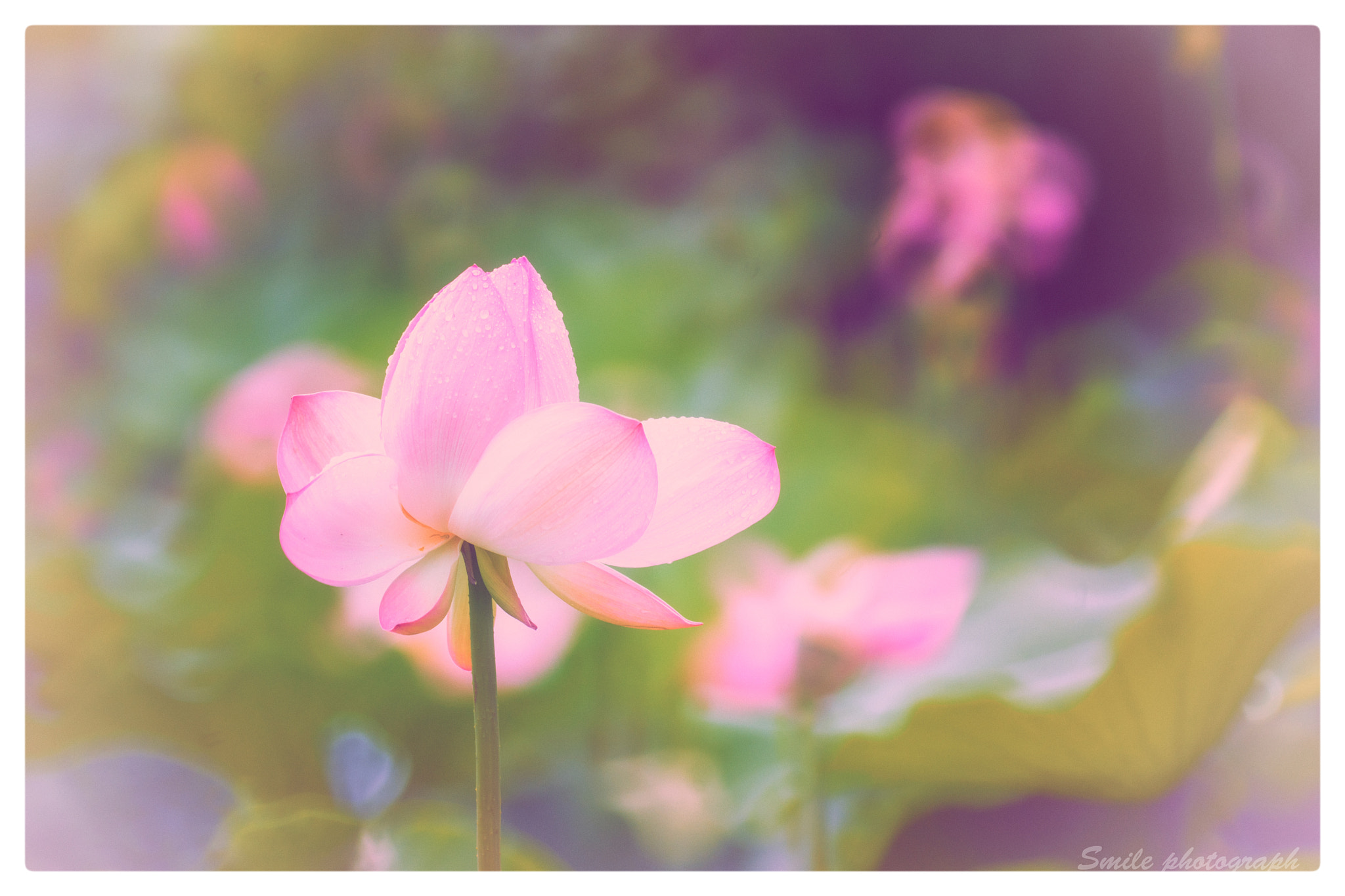 Sony a7R II + Sony 500mm F8 Reflex sample photo. 盛夏的花园 photography