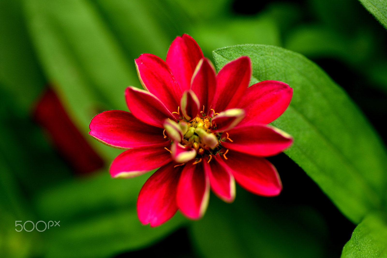 Nikon D600 sample photo. Tries to be in bloom photography