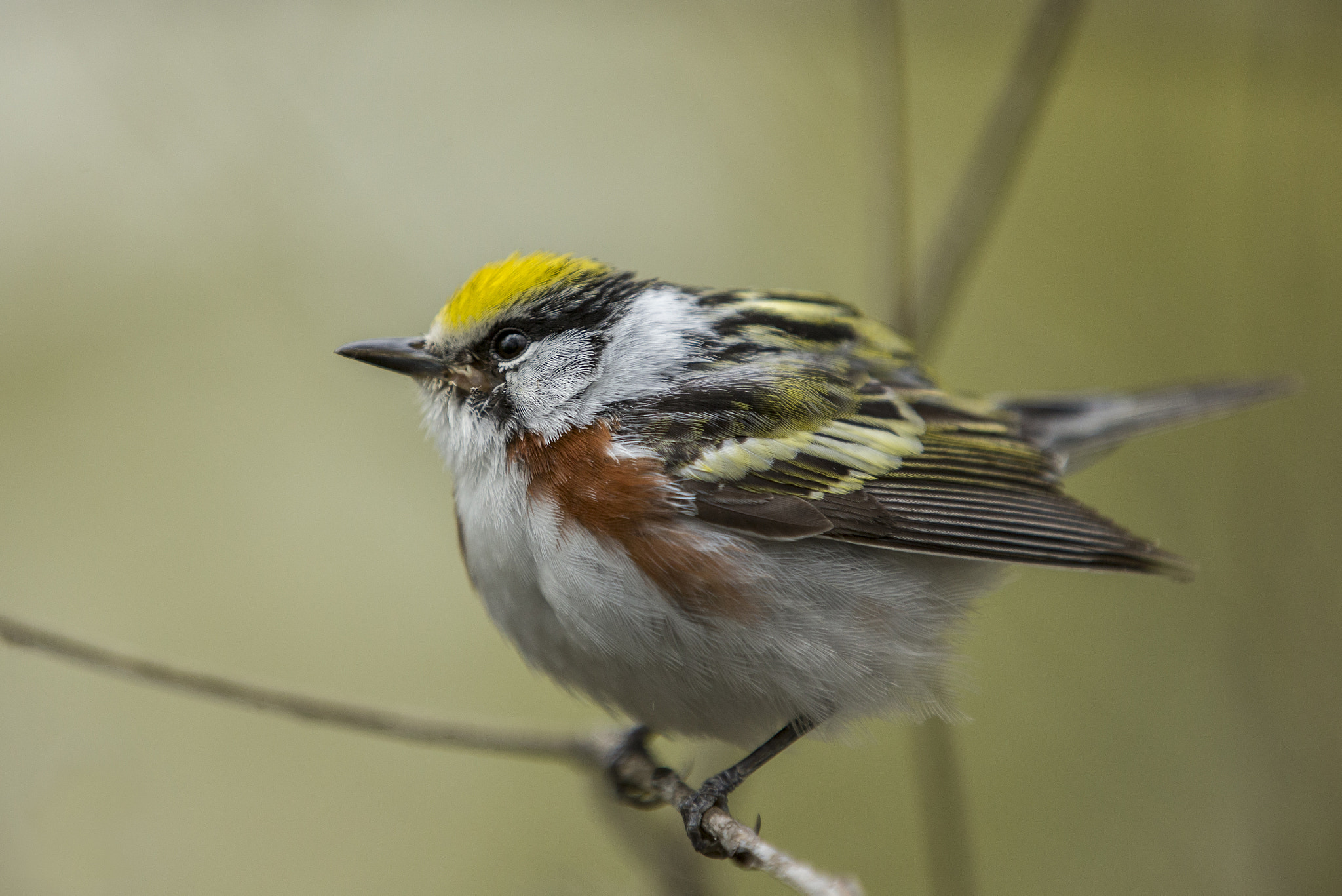 Canon EOS-1D X sample photo. Chestnut-sided warbler photography