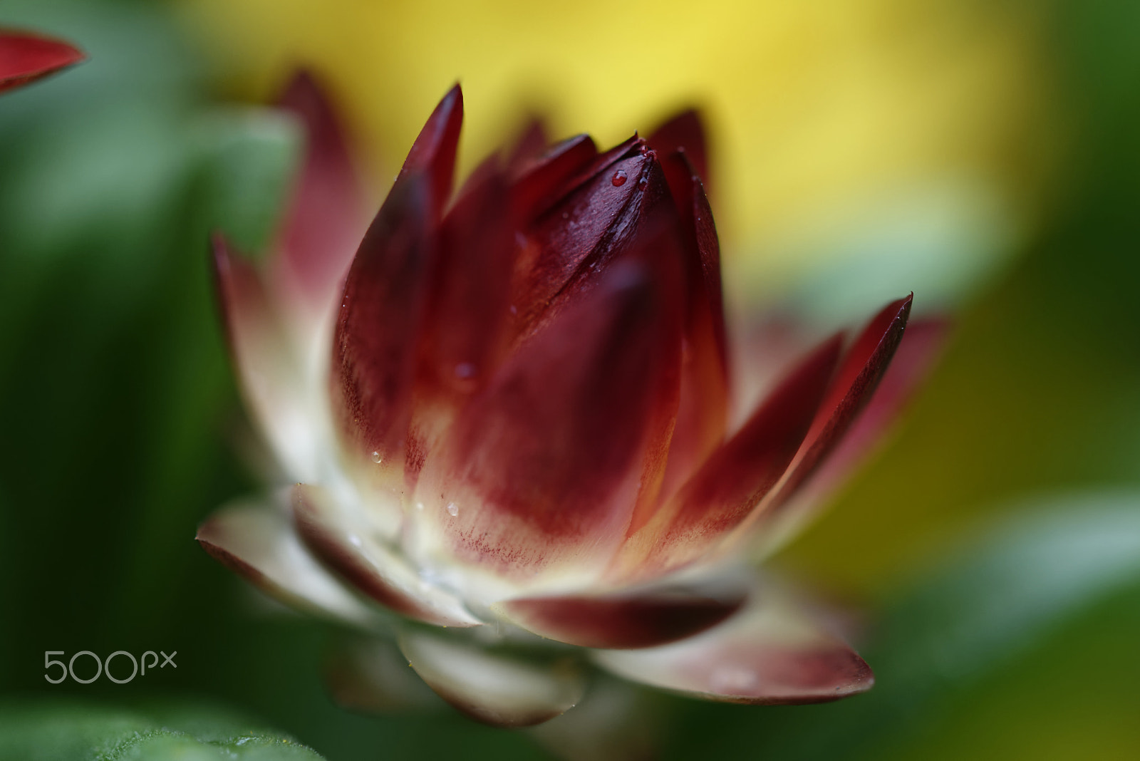Nikon AF-S Micro-Nikkor 60mm F2.8G ED sample photo. Red flower photography