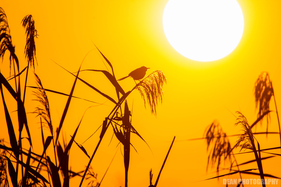 Canon EOS-1D Mark IV sample photo. Sunset photography