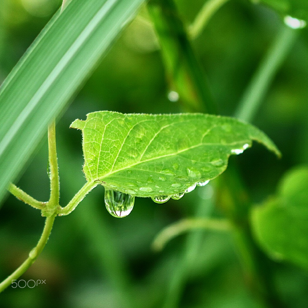 Canon EOS M3 + Canon EF-S 18-55mm F3.5-5.6 IS STM sample photo. Leaf and drops photography