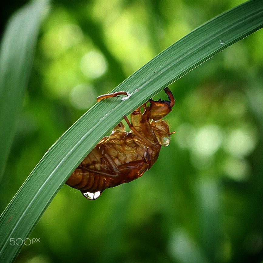 Canon EOS M3 + Canon EF-S 18-55mm F3.5-5.6 IS STM sample photo. Husk of cicada photography