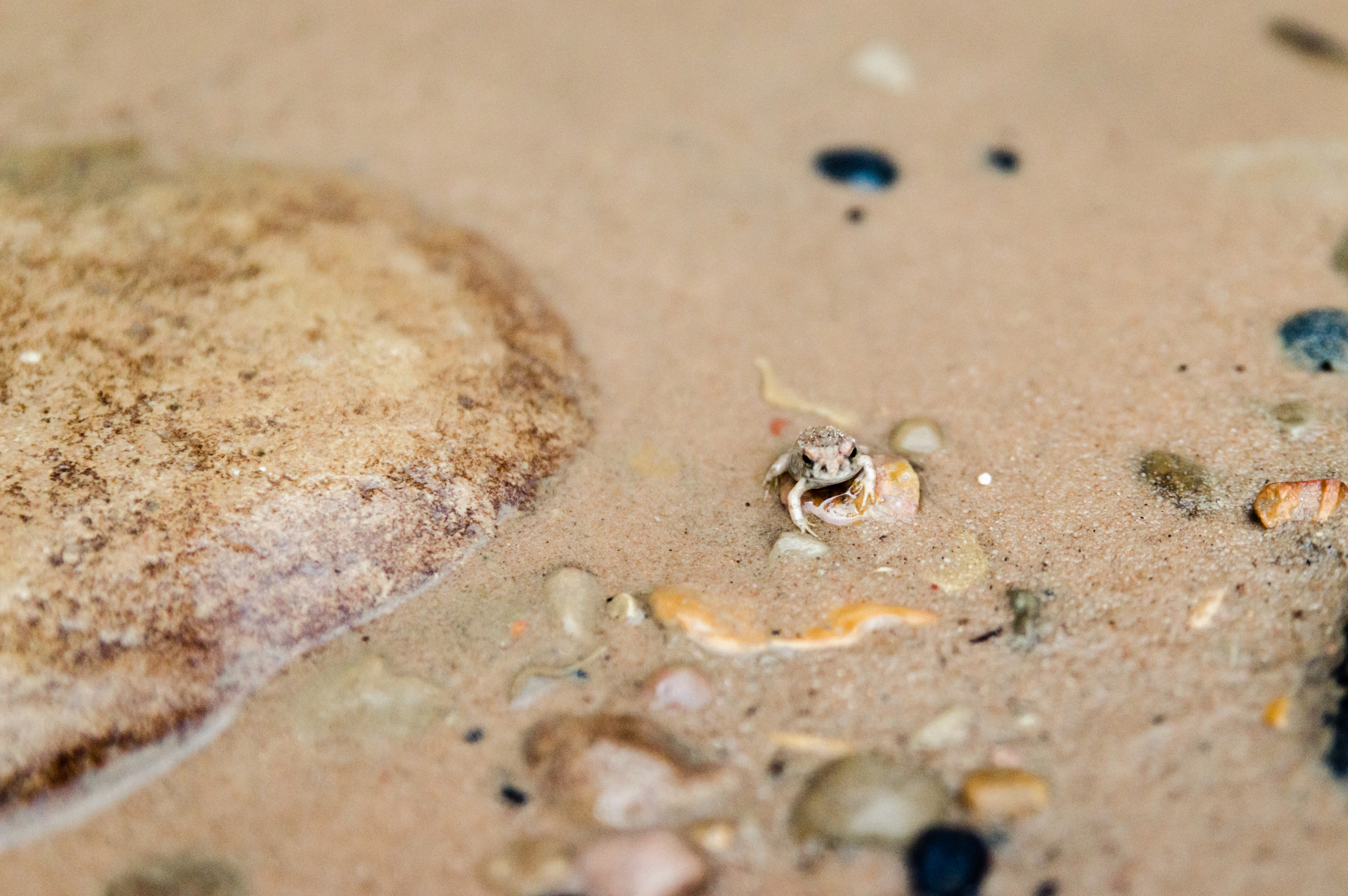 Tamron SP 24-70mm F2.8 Di VC USD sample photo. Frog and its rock photography