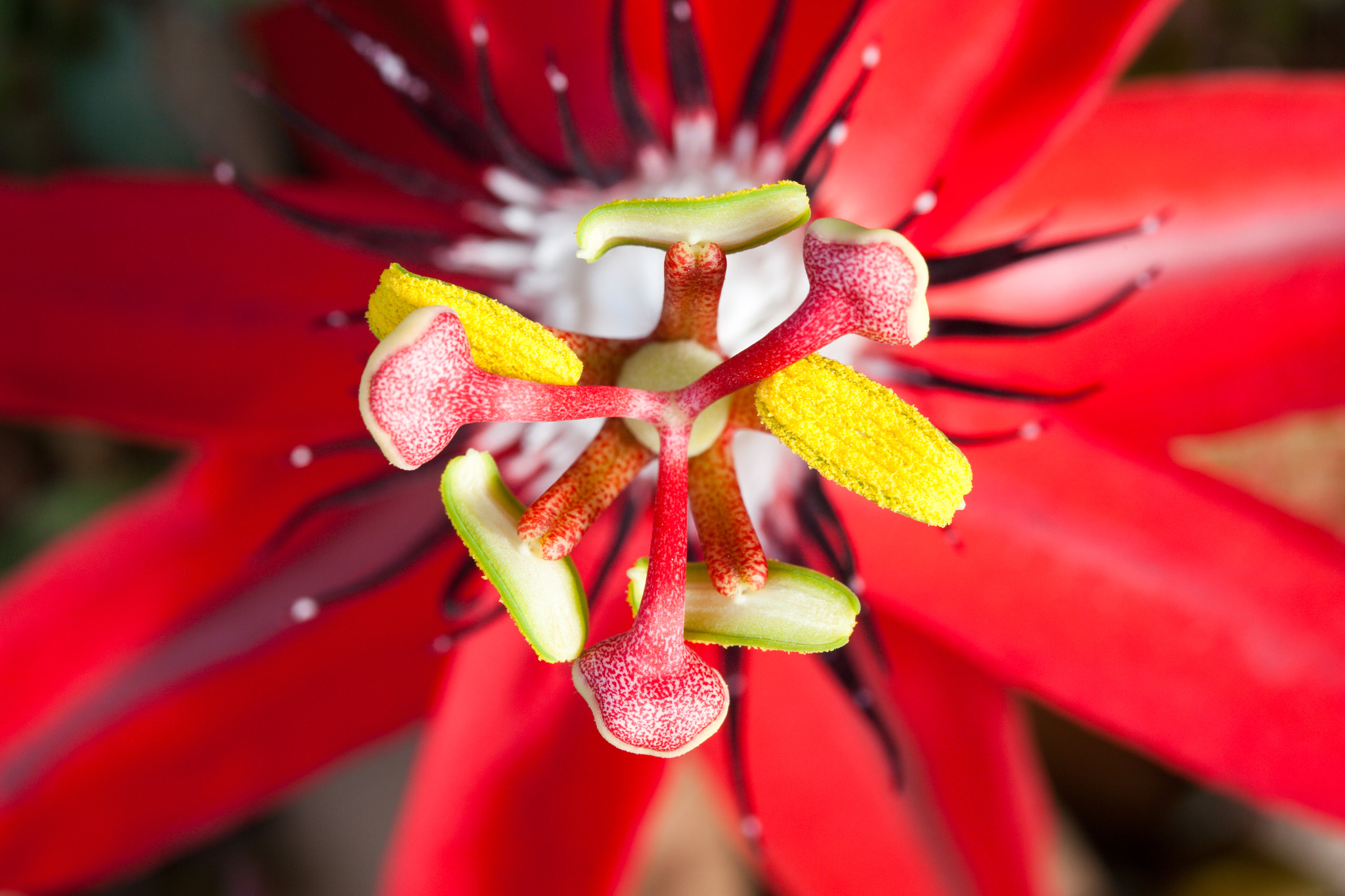 Canon EF-S 60mm F2.8 Macro USM sample photo. Scarlet passion flower photography