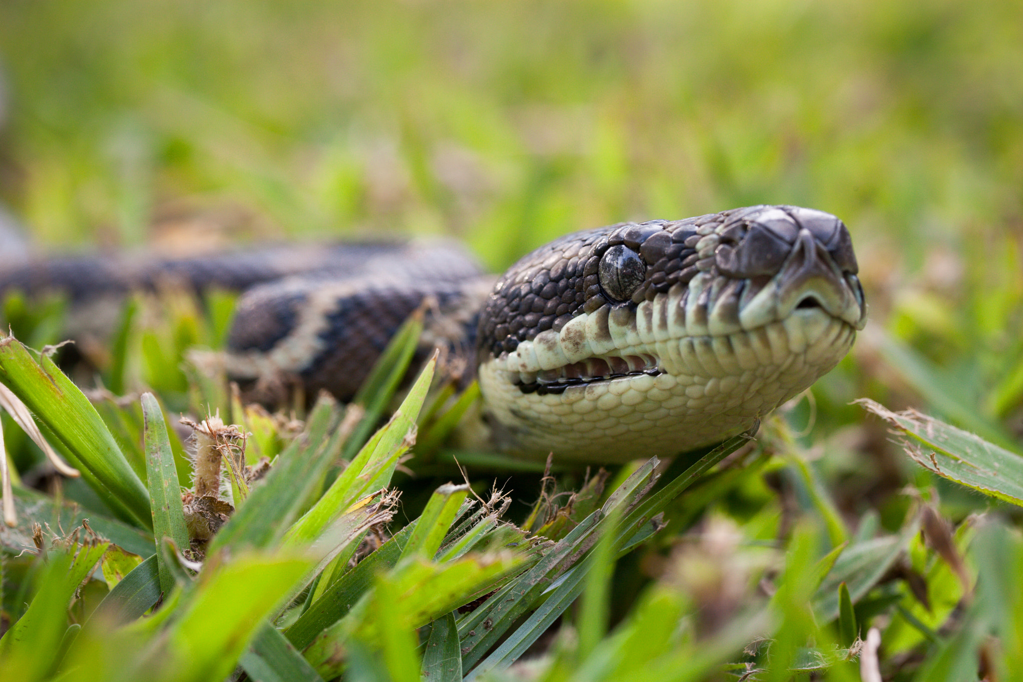 Canon EF-S 60mm F2.8 Macro USM sample photo. Carpet python photography