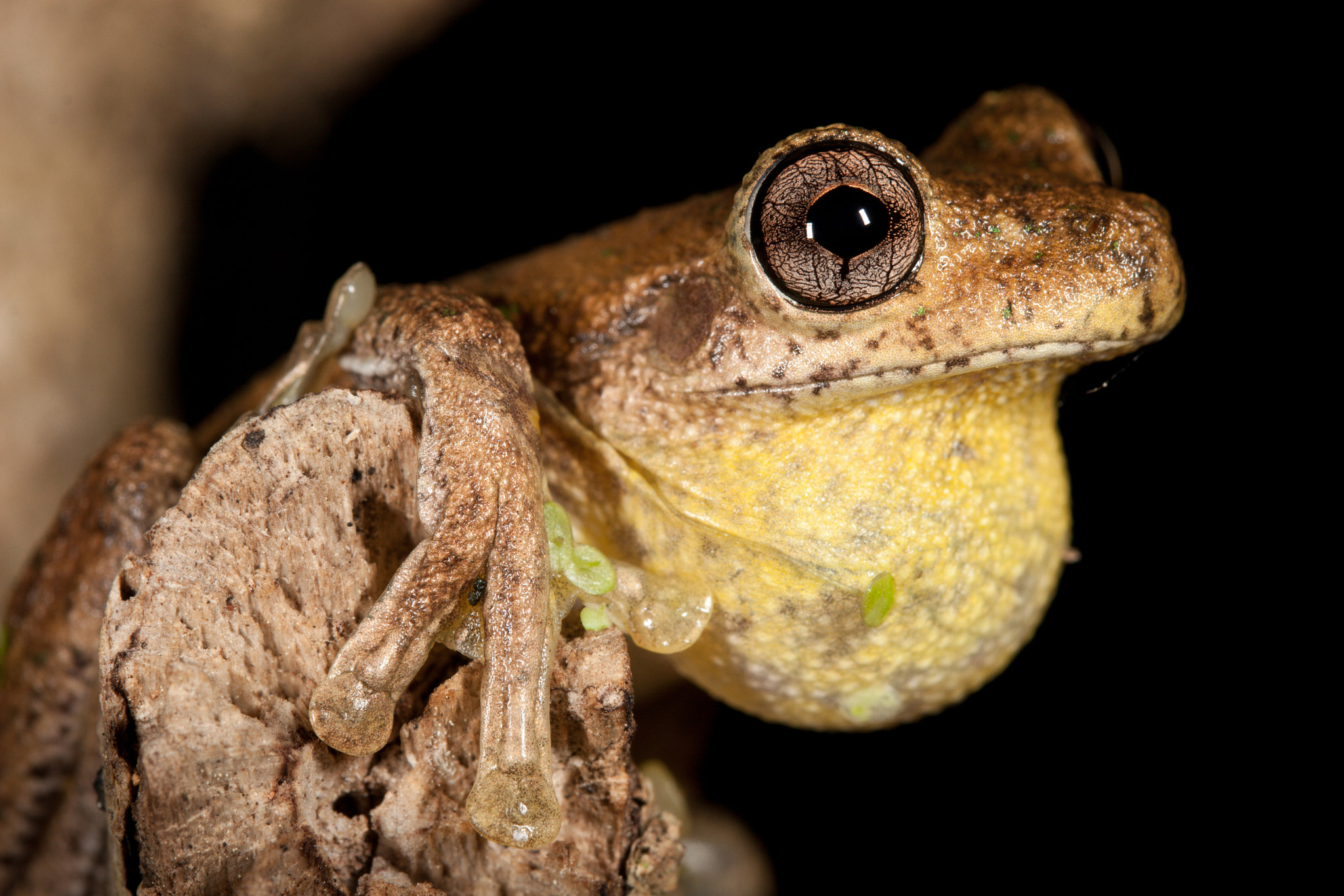 Canon EF-S 60mm F2.8 Macro USM sample photo. Peron's tree frog photography
