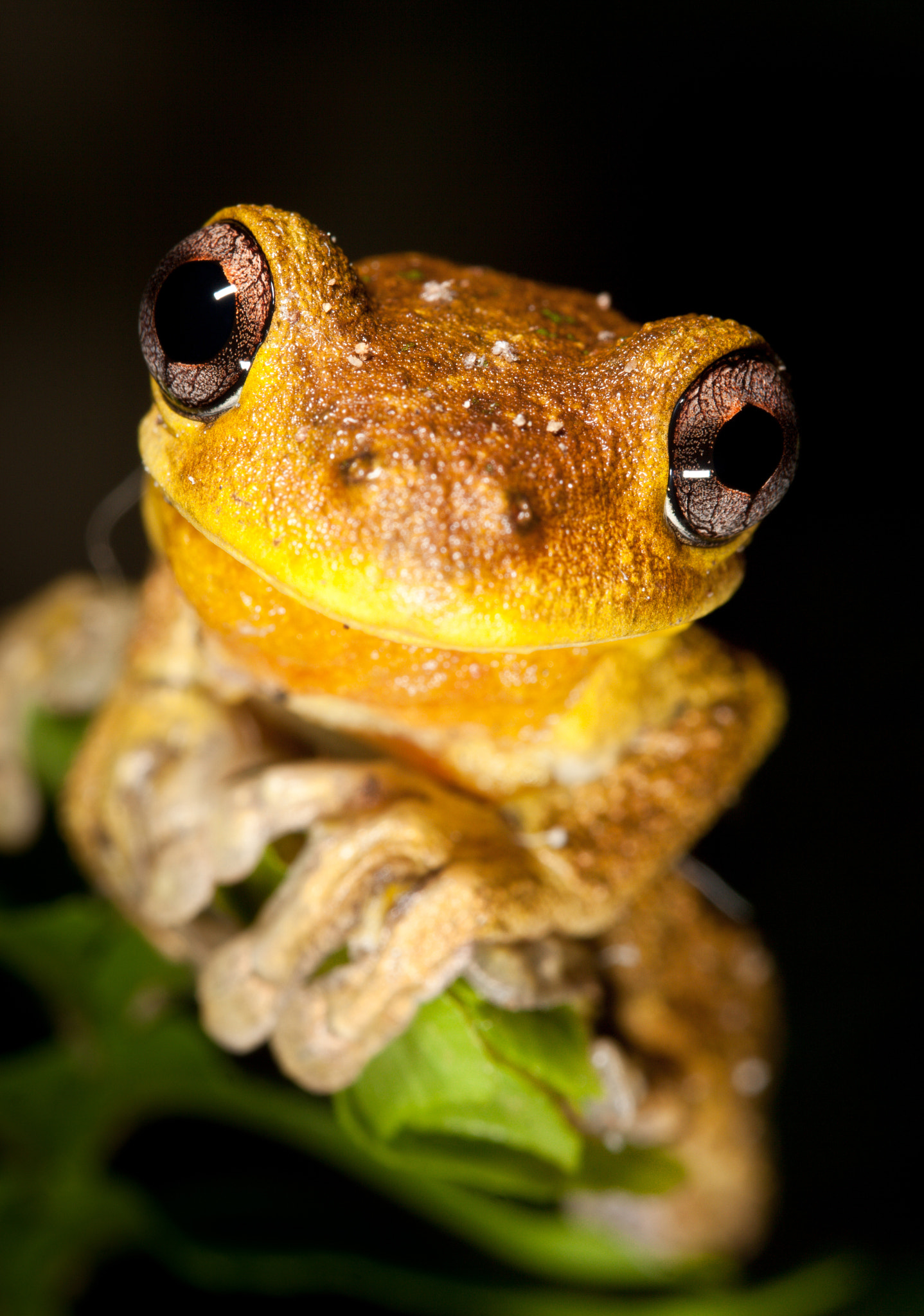 Canon EF-S 60mm F2.8 Macro USM sample photo. Peron's tree frog photography