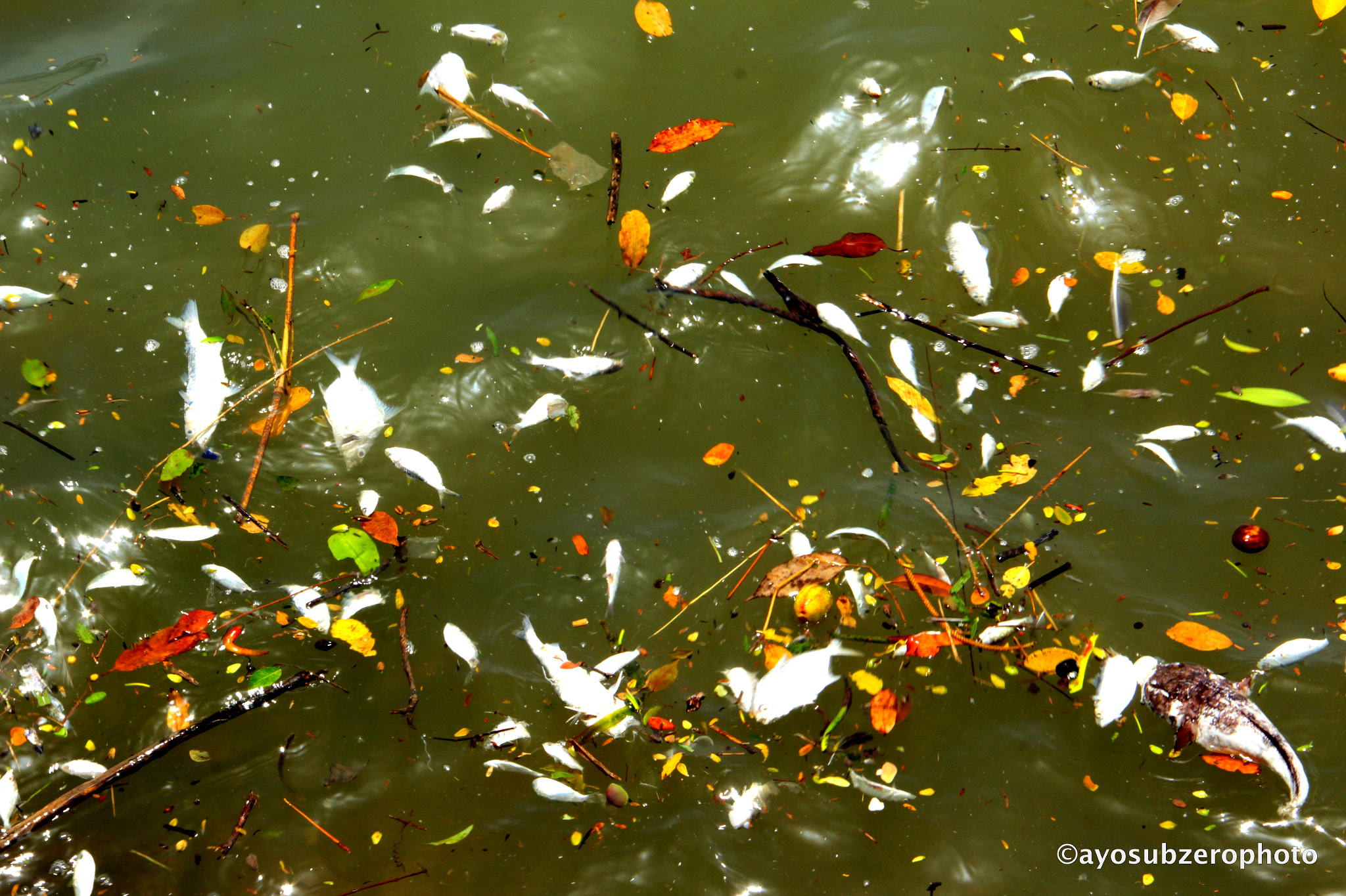 Canon EF-S 18-135mm F3.5-5.6 IS sample photo. Dead fish. photography