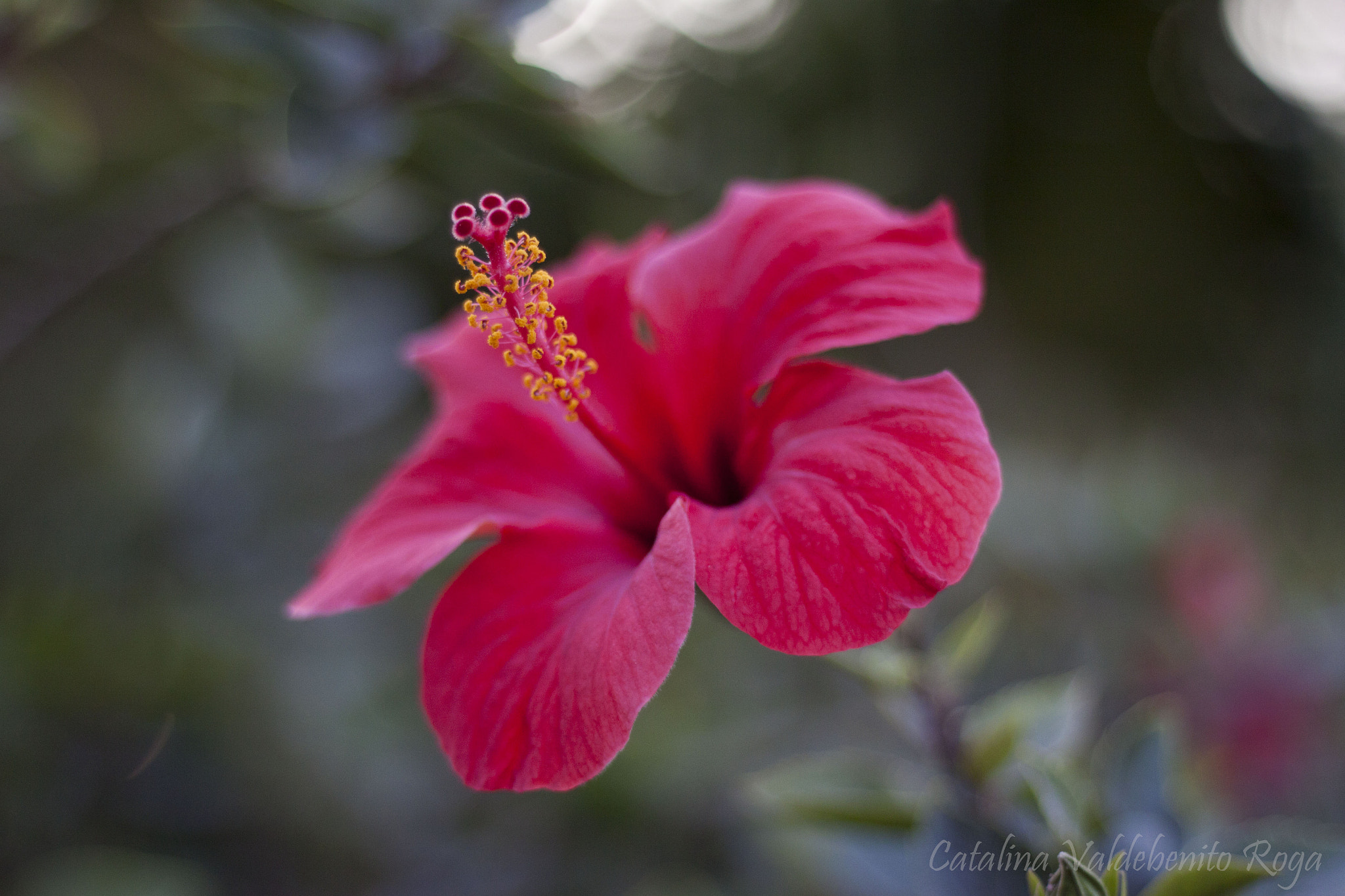 Canon EOS 50D + Canon EF 50mm F1.8 II sample photo. Hibiscus rosa-sinensis photography