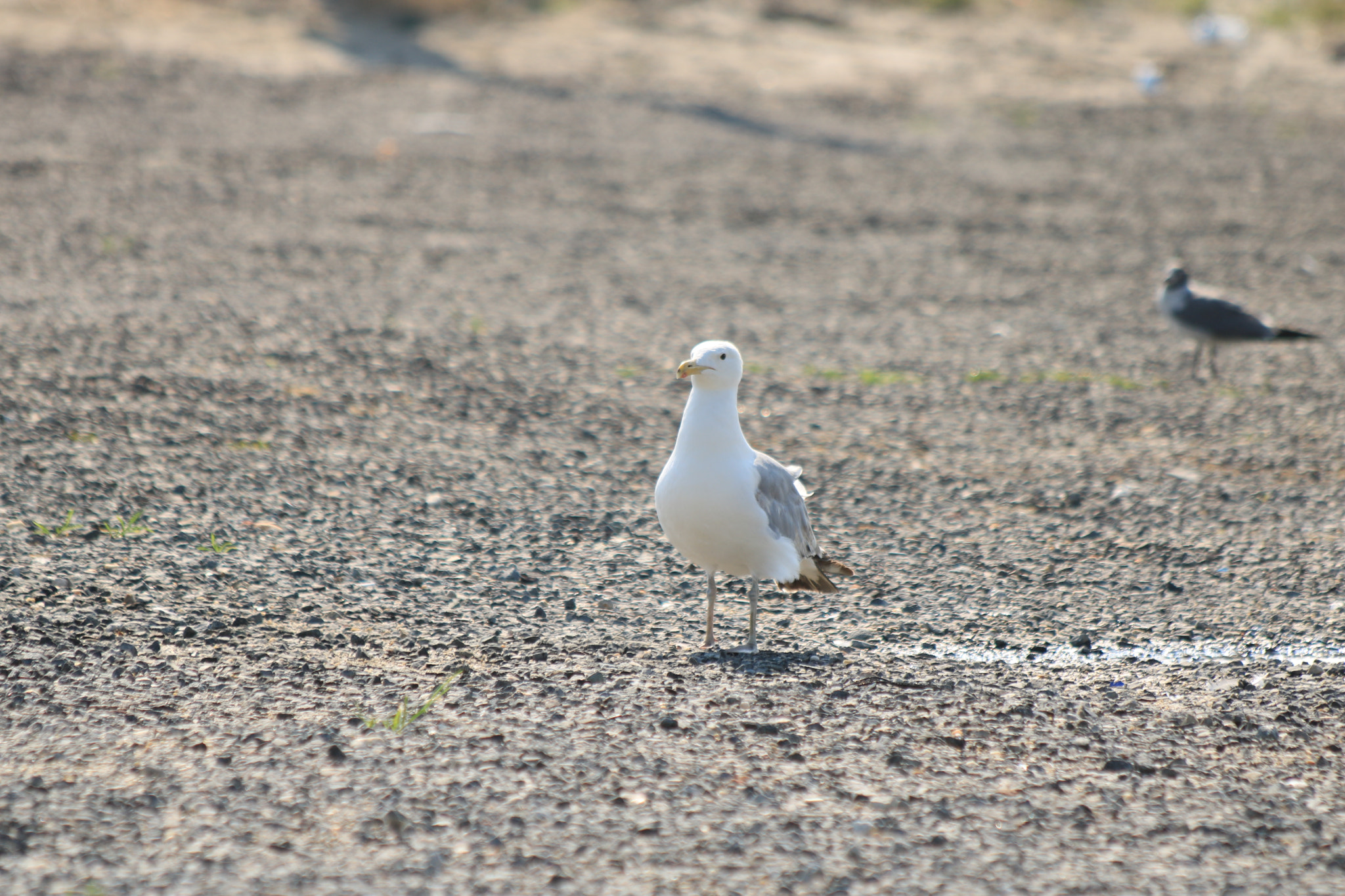 Canon EF 70-300mm F4-5.6 IS USM sample photo. Img_5096.jpg photography