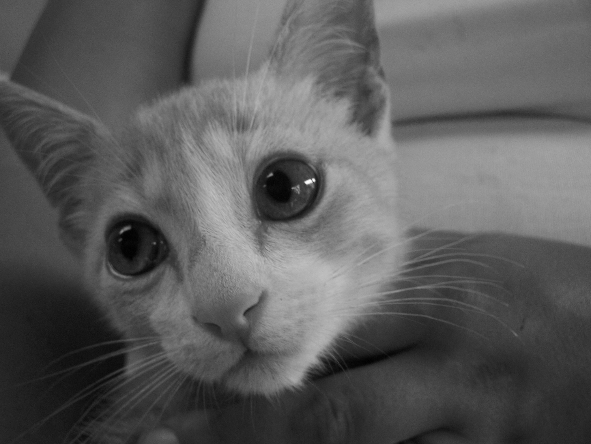 Kodak Z650 ZOOM DIGITAL CAMERA sample photo. The catshow photography
