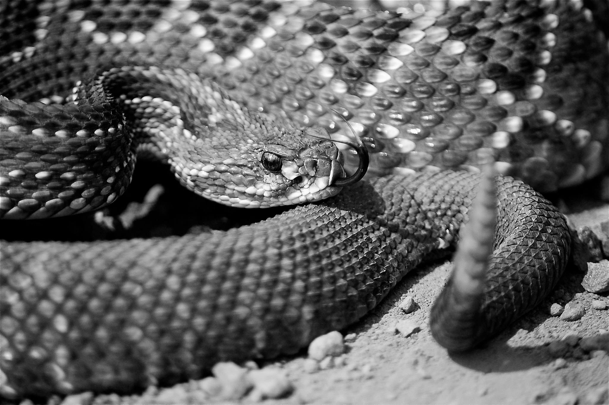 Nikon D40 + Sigma 70-300mm F4-5.6 APO Macro Super II sample photo. Cascavel - rattlesnake photography