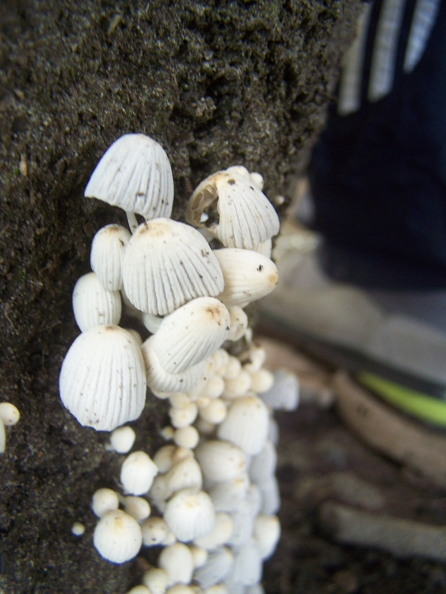 Kodak Z650 ZOOM DIGITAL CAMERA sample photo. Fungus photography