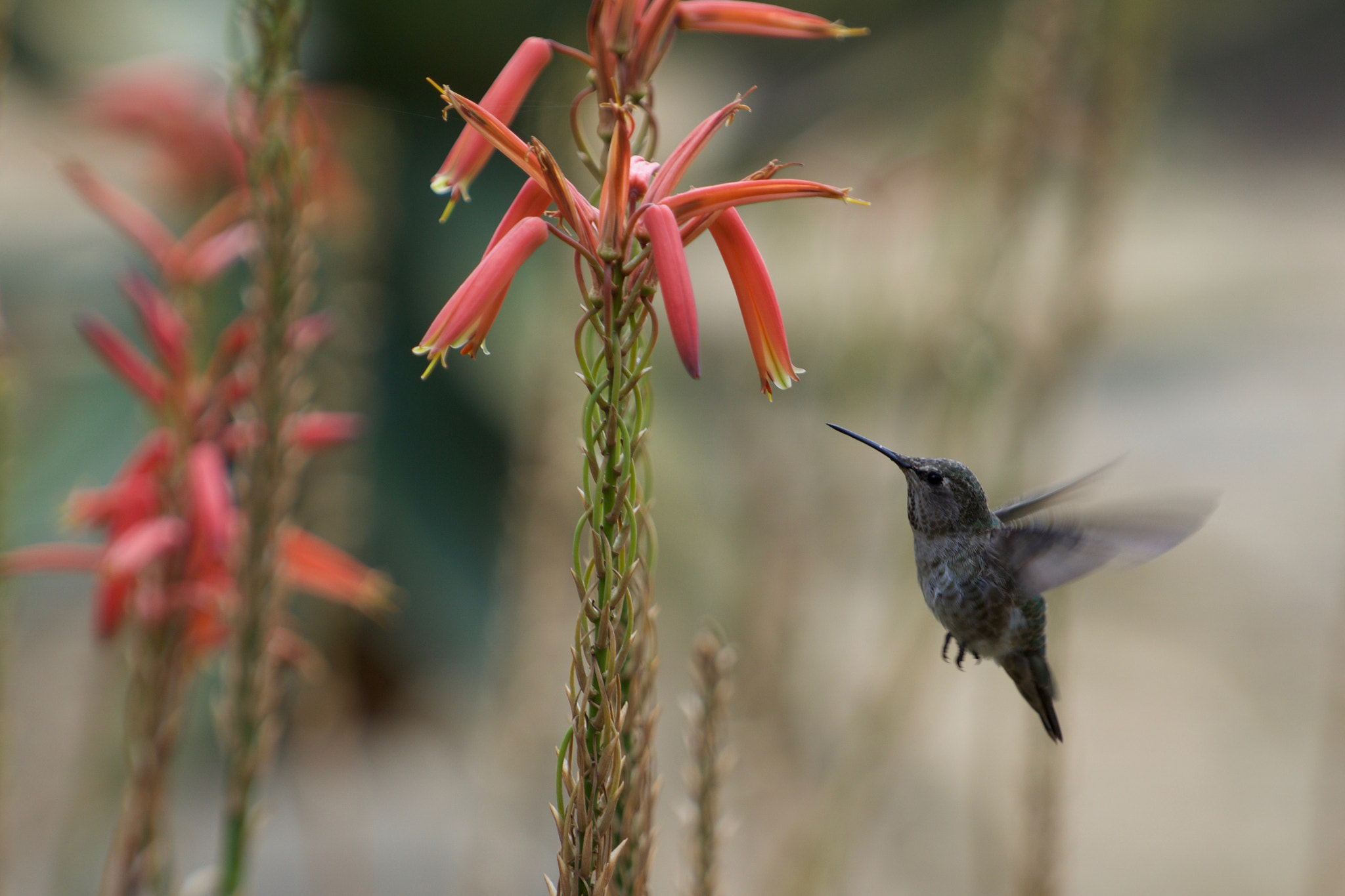 Sony a6000 + Sony FE 70-200mm F4 G OSS sample photo. Cactus juice photography