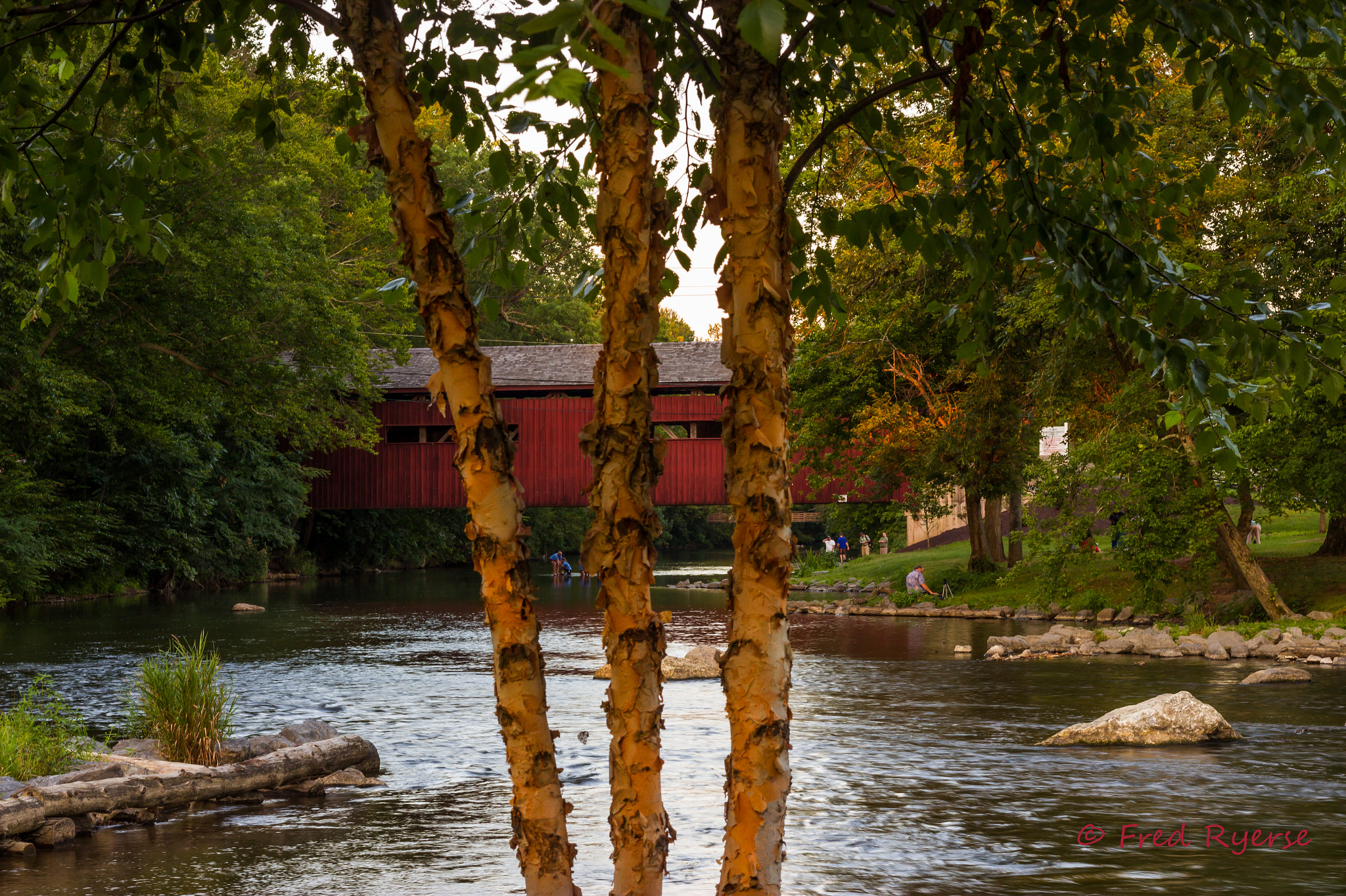 Canon EF 50mm F1.8 II sample photo. 3 trees photography