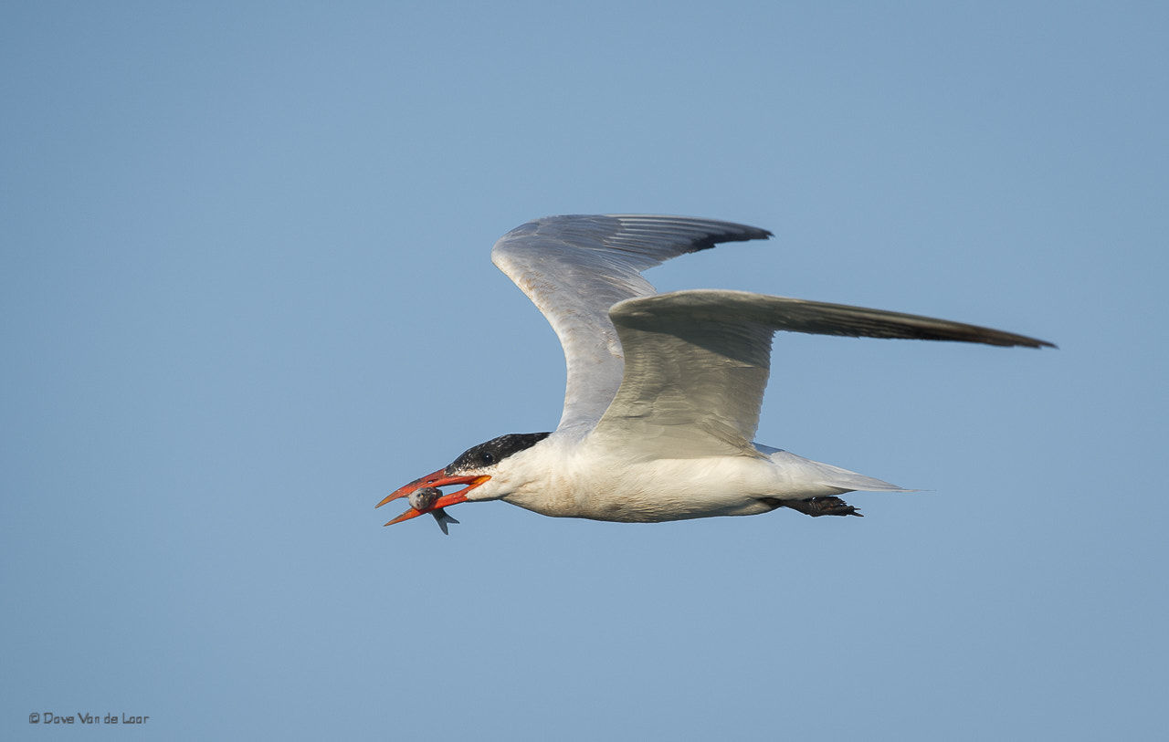 Nikon D3S + Nikon AF-S Nikkor 600mm F4G ED VR sample photo. Caspian tern photography