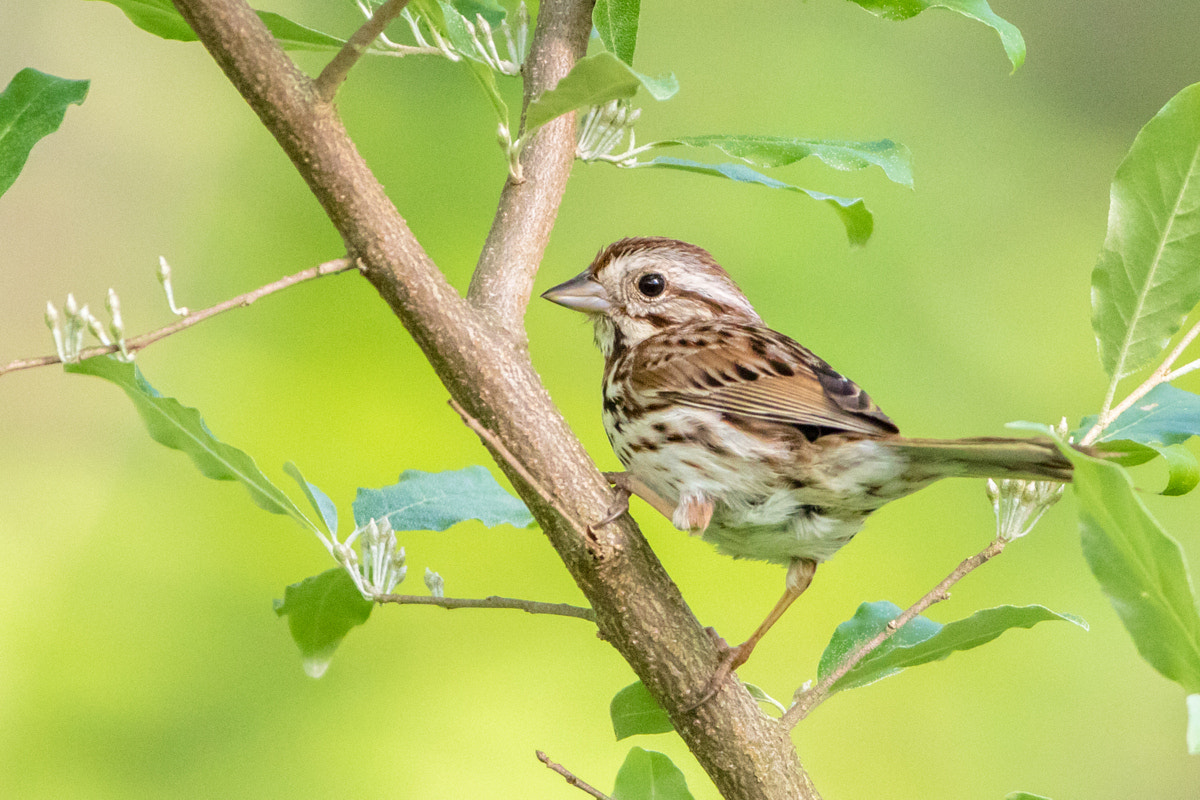 Canon EF 200-400mm F4L IS USM Extender 1.4x sample photo. Song sparrow photography