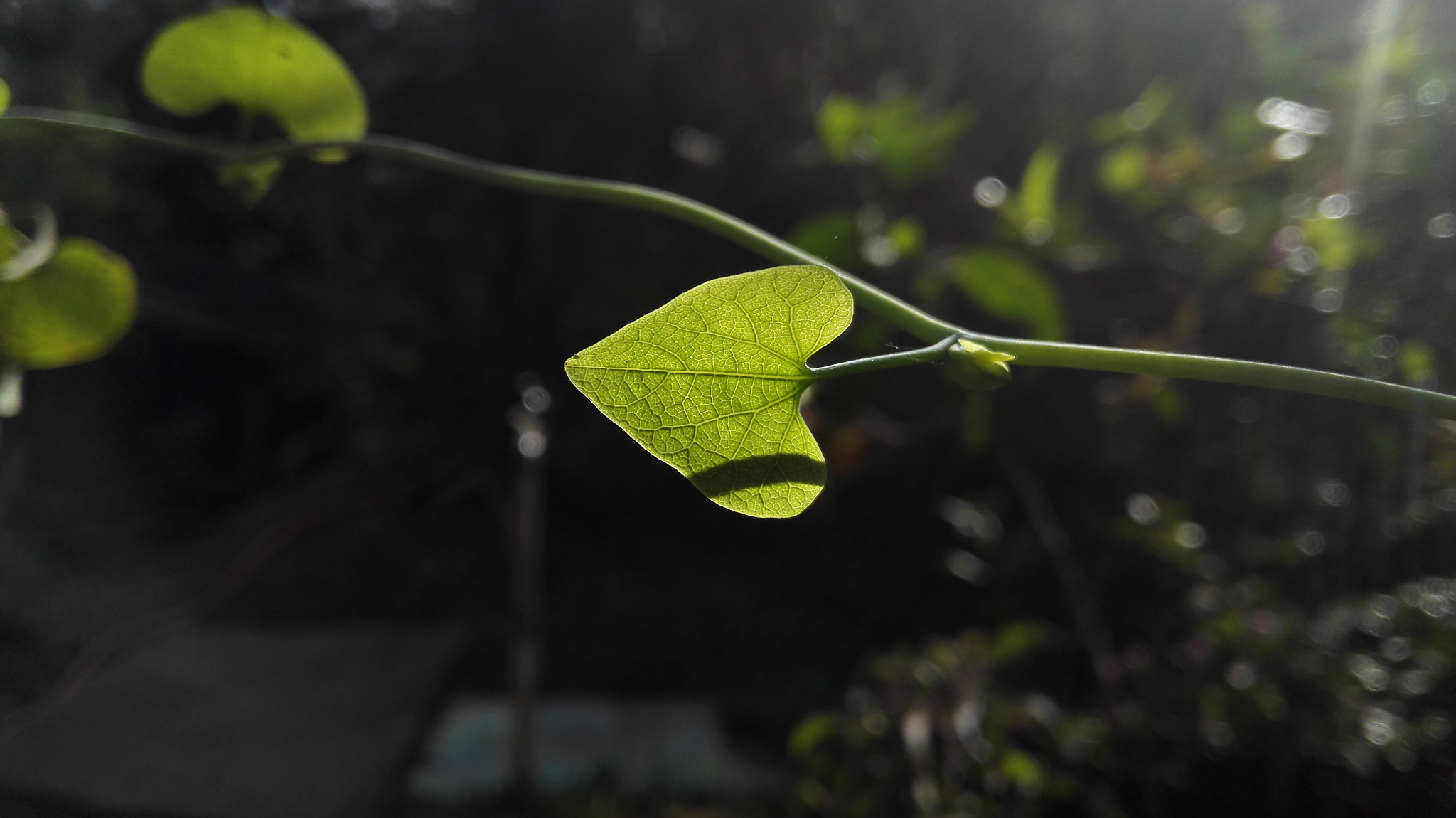 HUAWEI H60-L04 sample photo. Morning photography photography