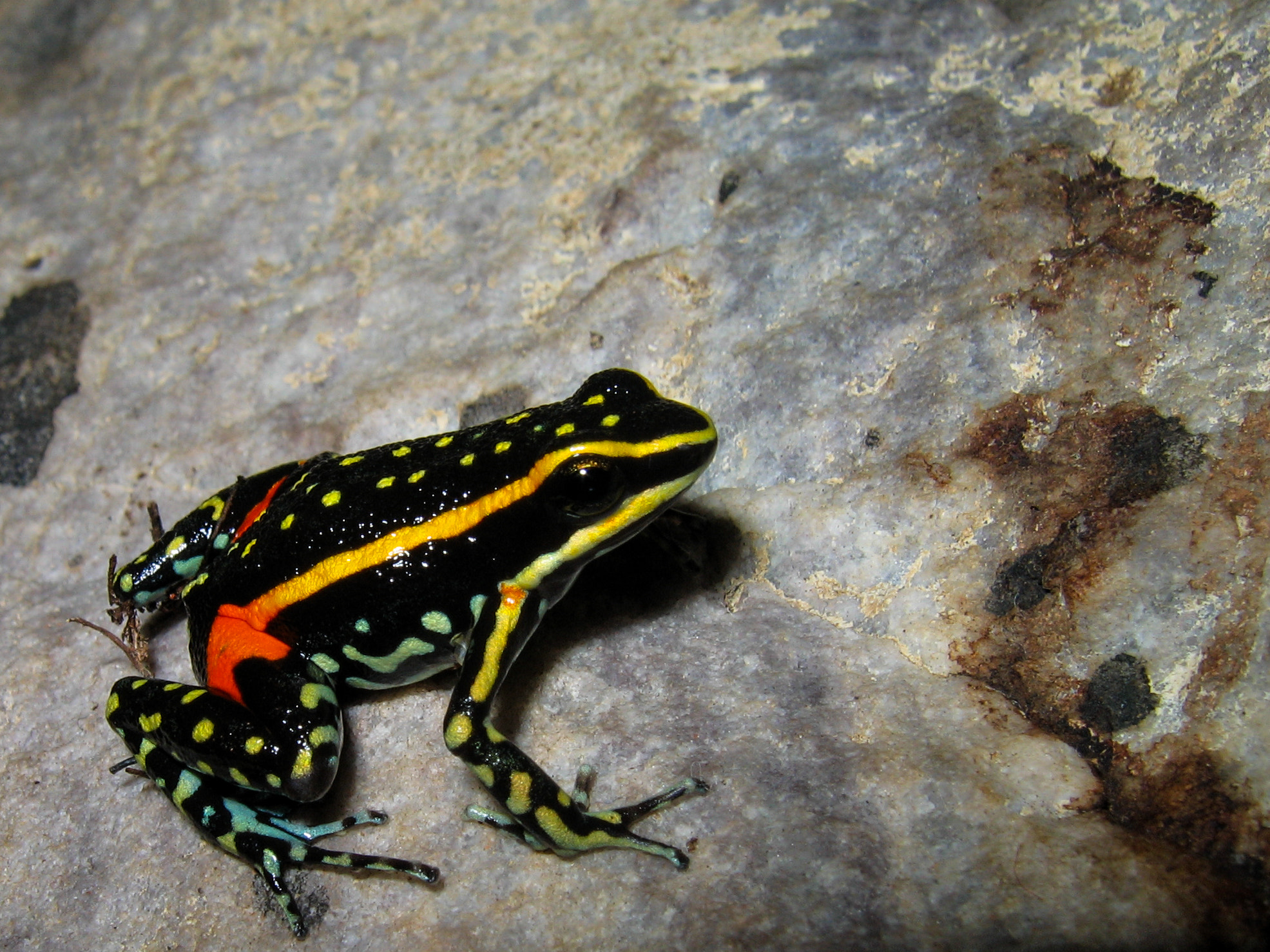 Canon POWERSHOT A95 sample photo. Poison dart frog from the cerrado, brazil photography
