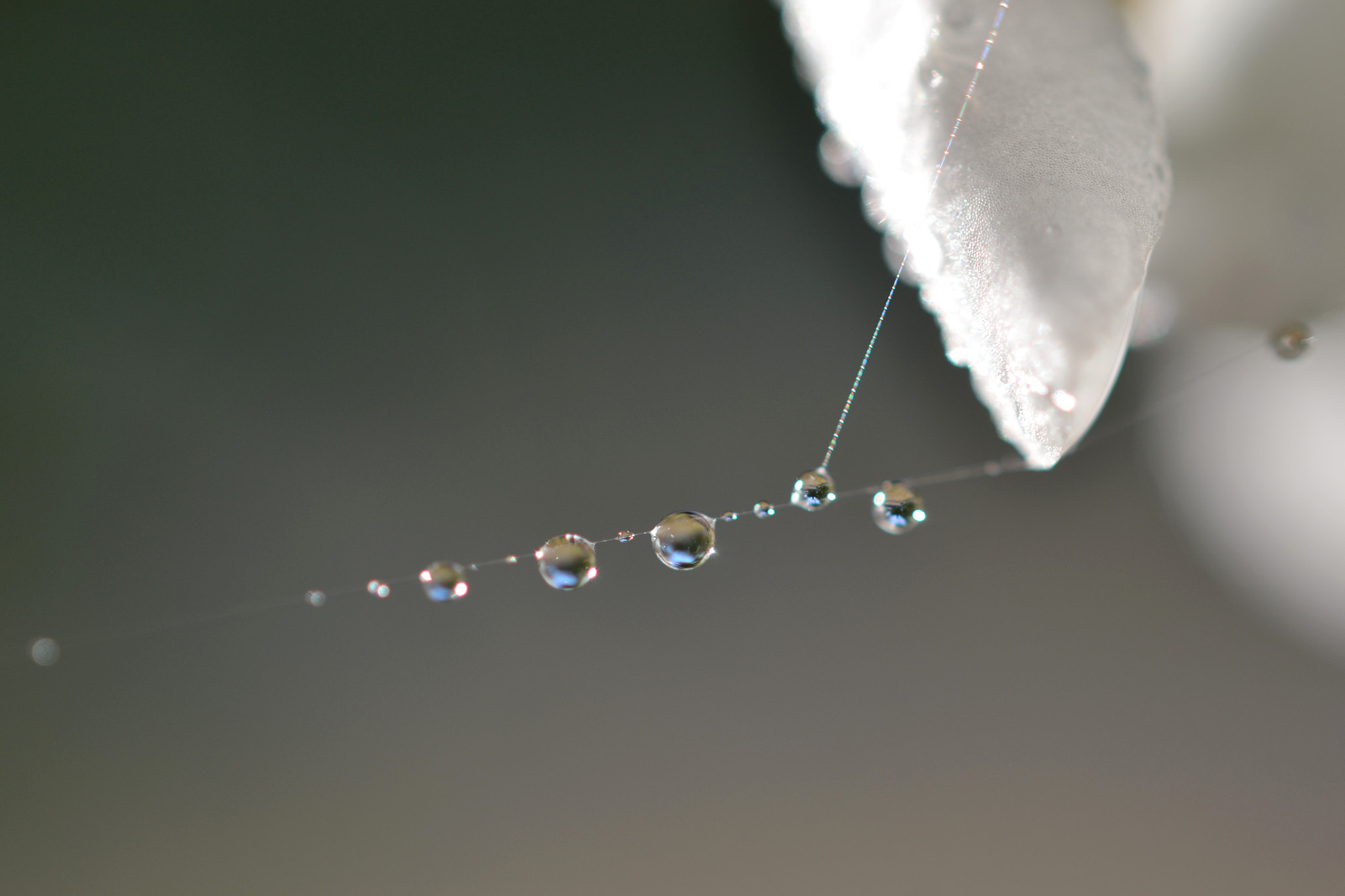 Nikon AF-S Micro-Nikkor 60mm F2.8G ED sample photo. Soft and delicately attached.. photography